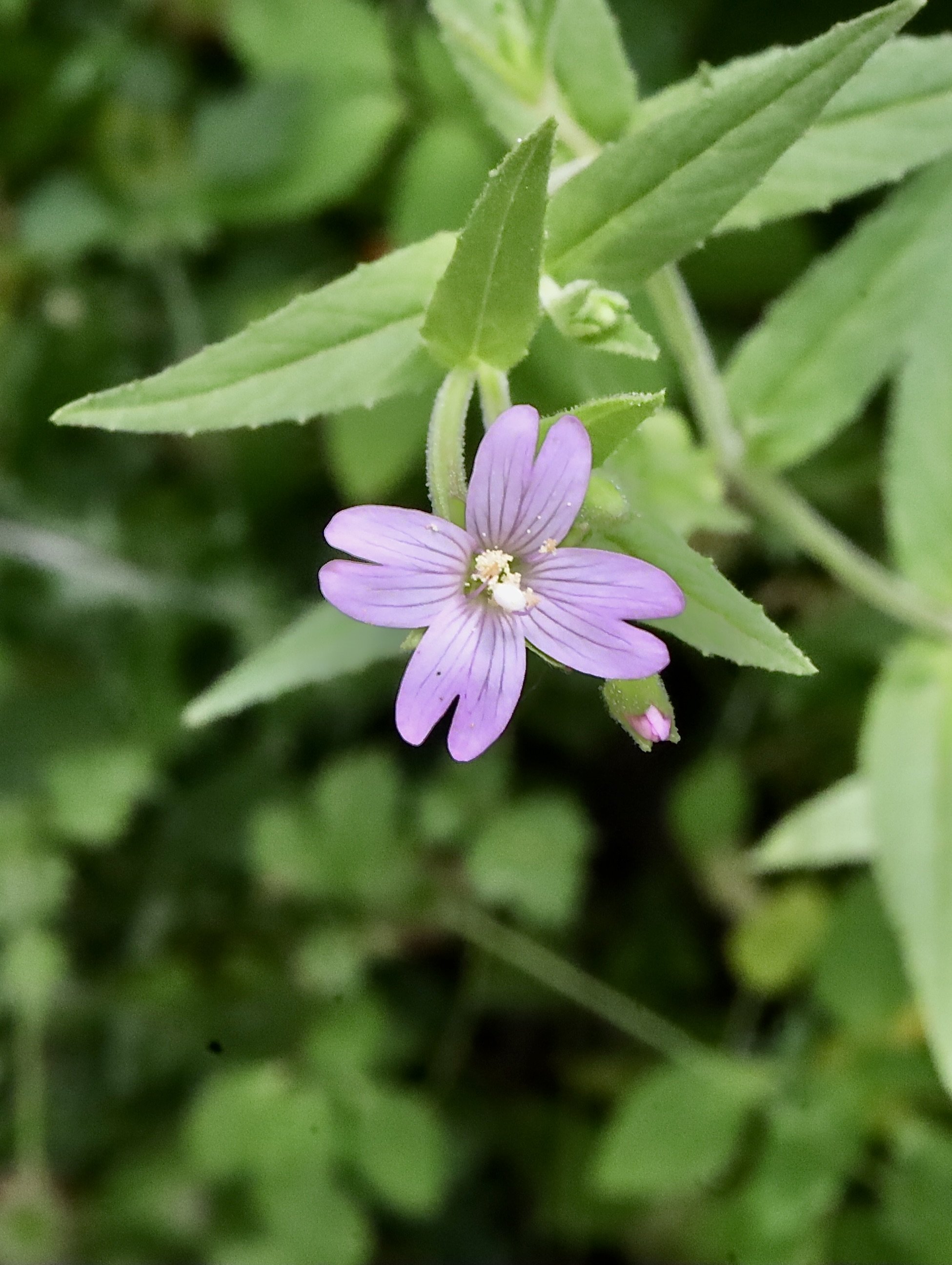 Fringed Willowherb  //  Epilobium ciliatum  --  Tryon Creek State Park  6/24/2026