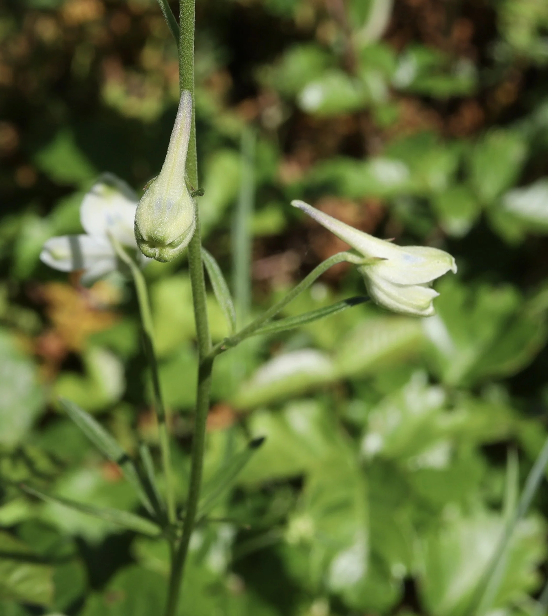white rock larkspur about to open.JPG