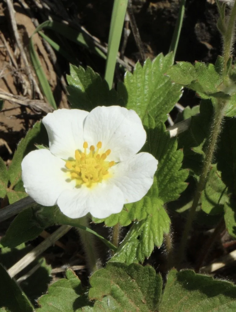 Click on this photo to return to the White Wildflowers page