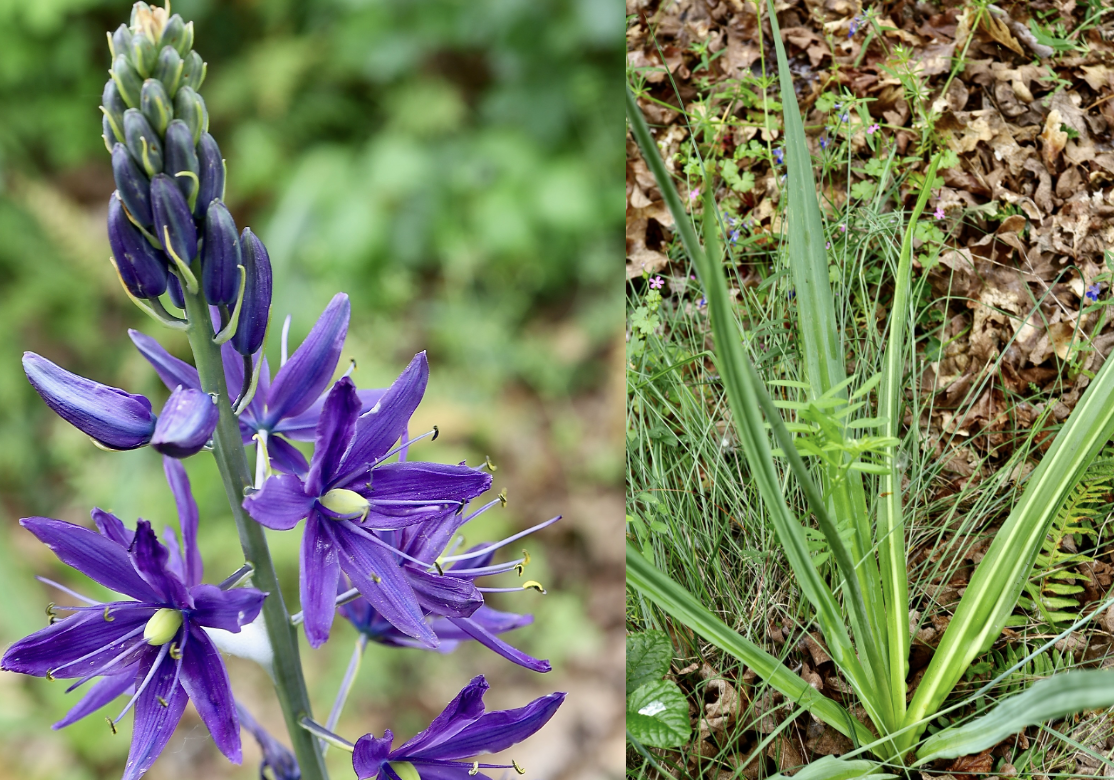 Great Camas  //  Camassia leichtinii  --  Camassia Naature Preserve  5/6/2026