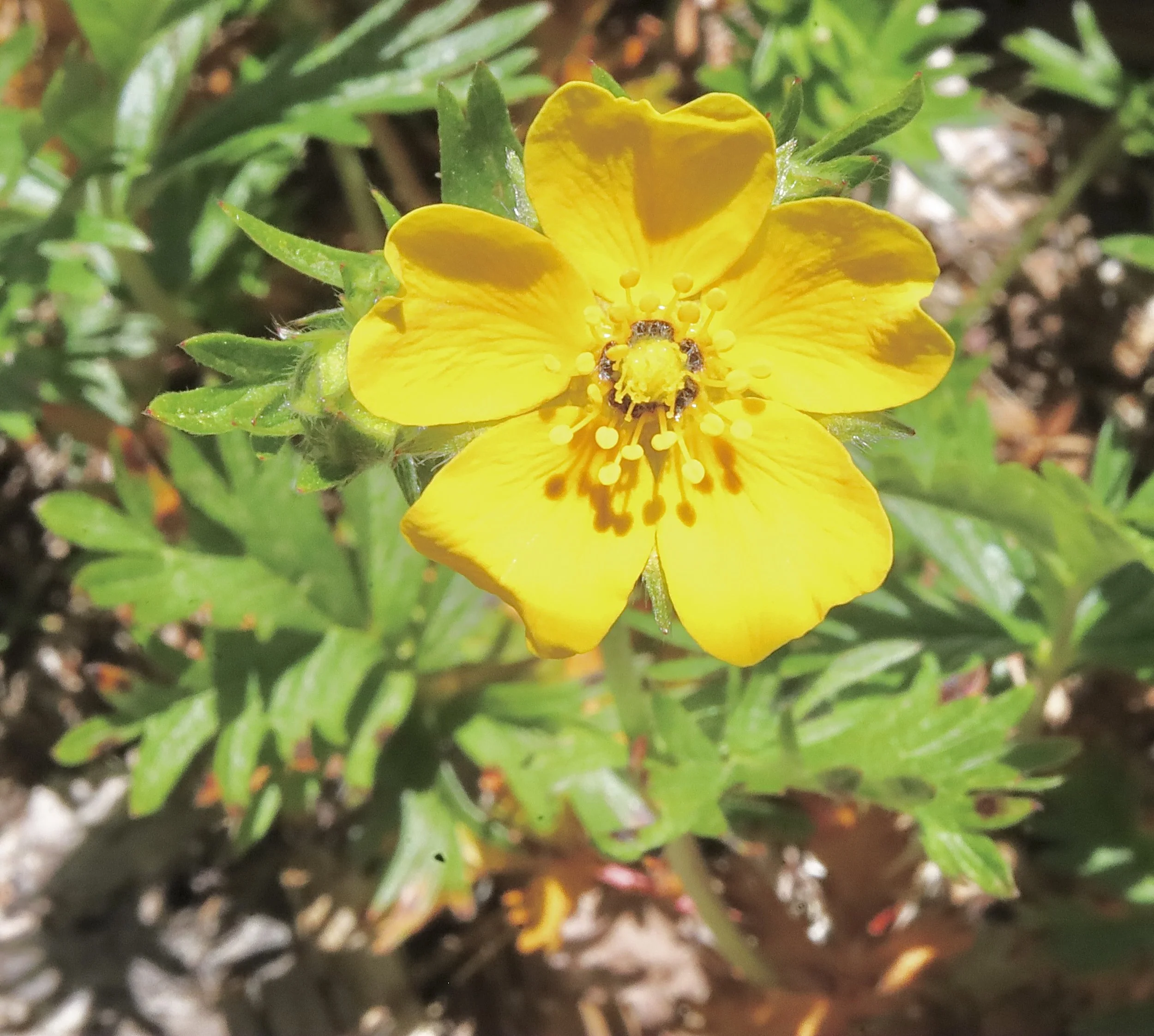 Placid Lake trail, June 17, 2026