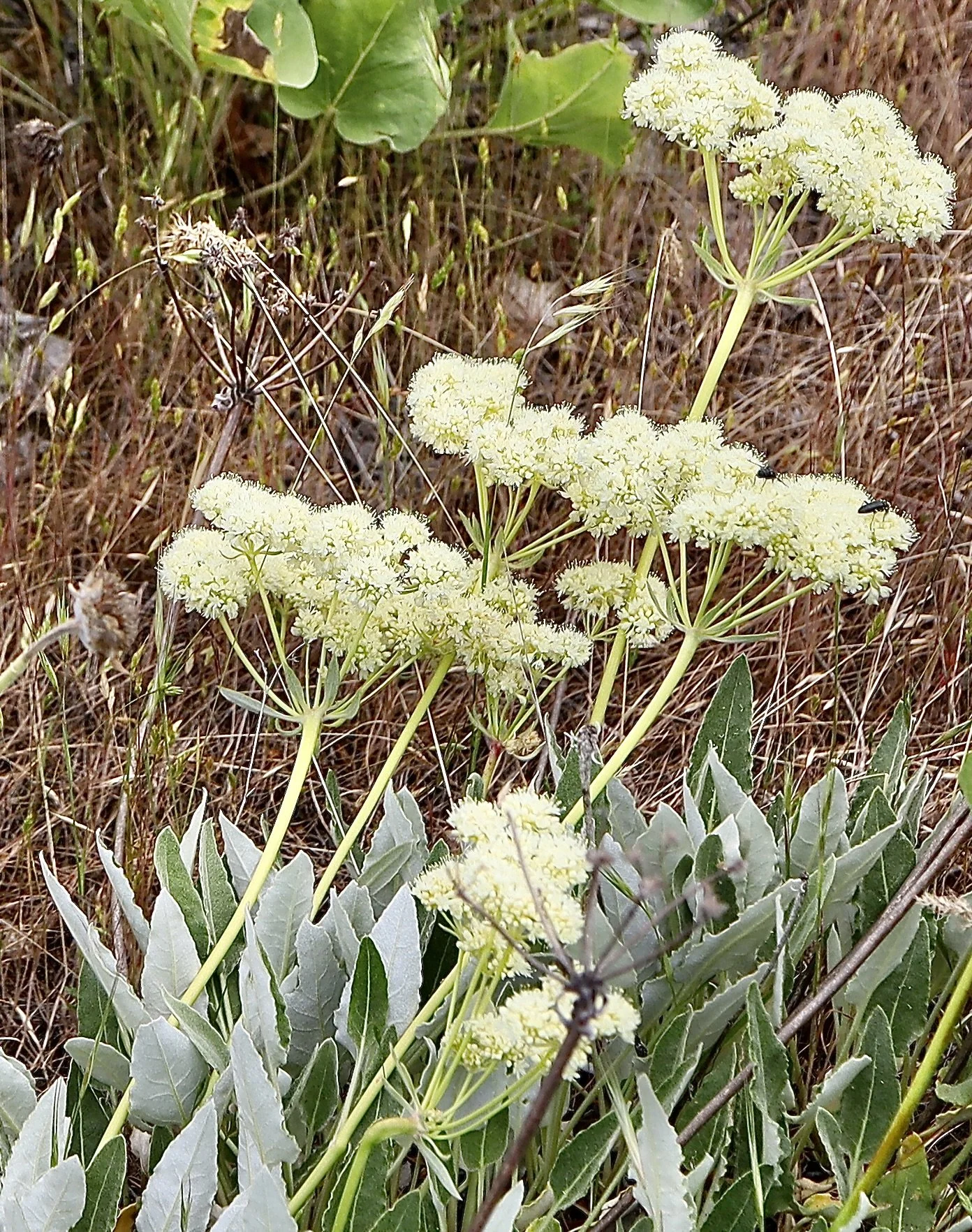 Creamy Buckwheat  //  Eriogonum heracleoides  --  Patty's Trail  5/23/2025