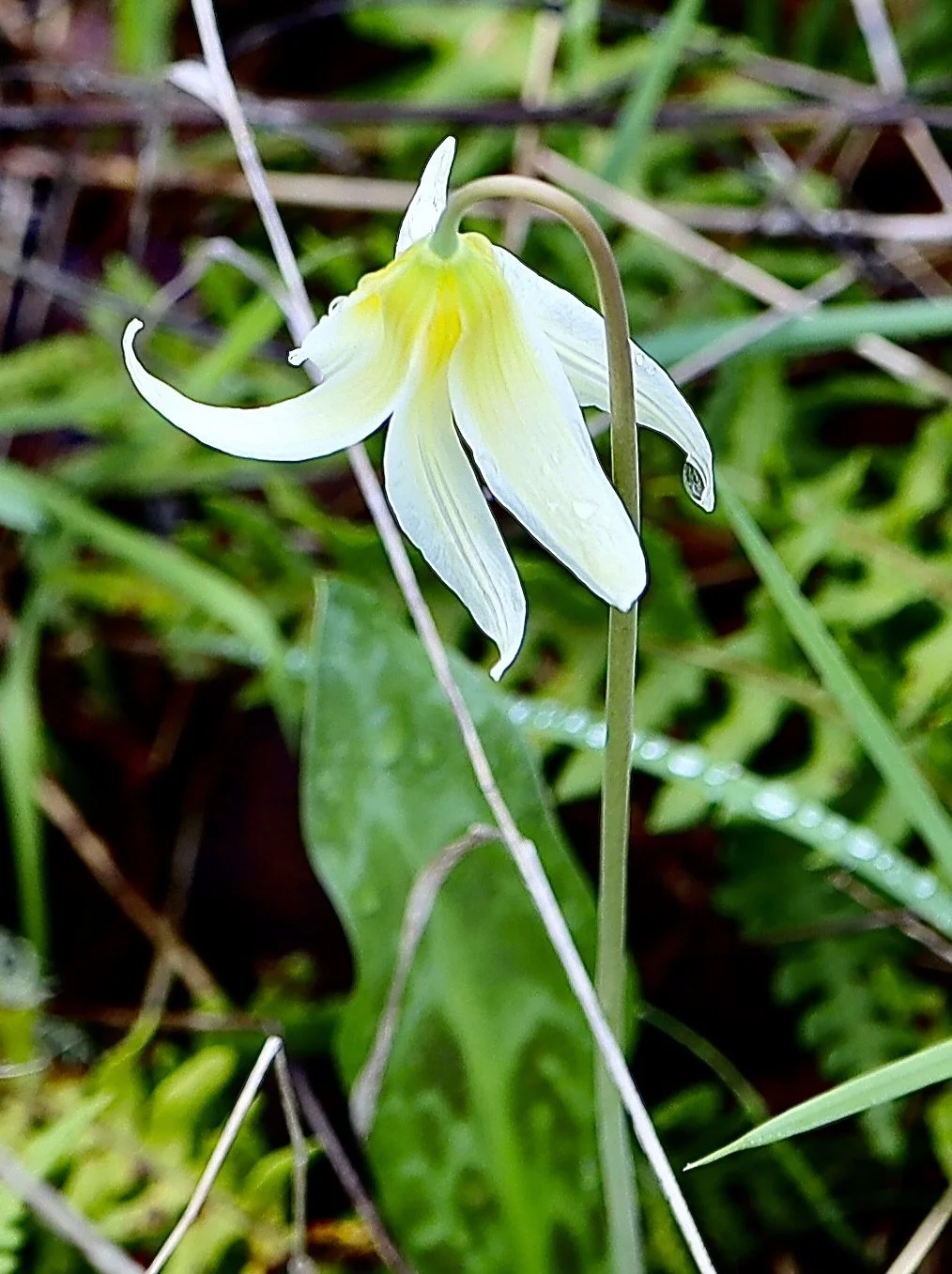 oregon fawn lily 5.JPG