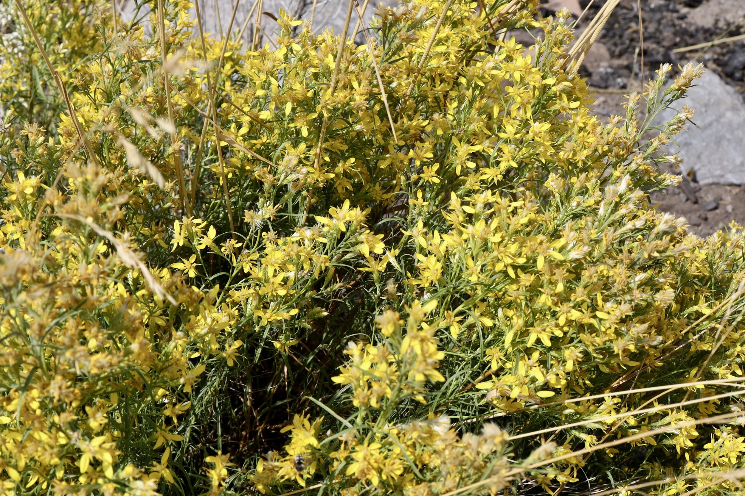 whole plant.JPG
