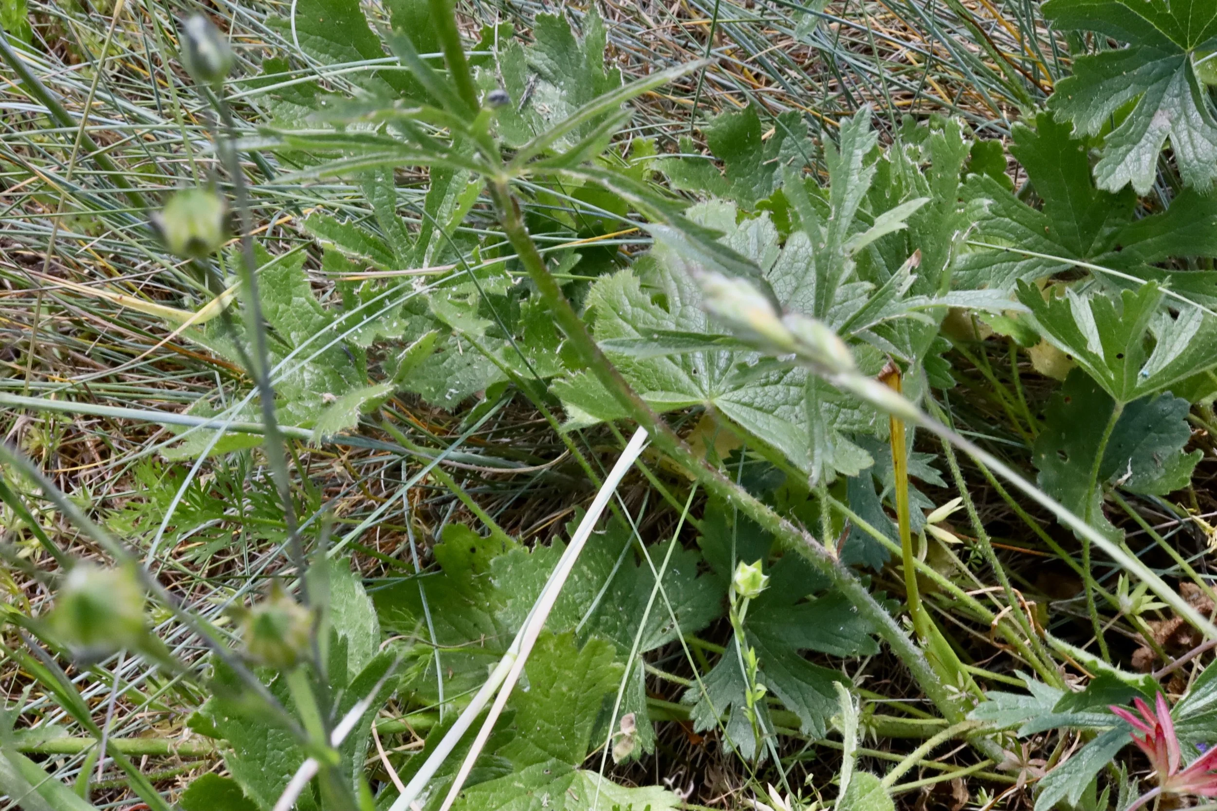 Leaves of Nelson's Checkermallow