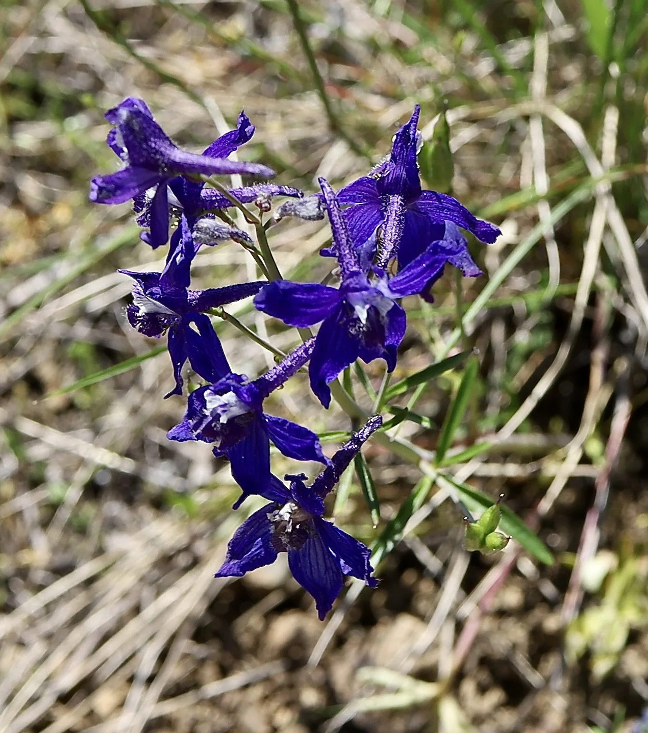 Nuttall's Larkspur  //  delphinium nuttallii  --  Grassy Knoll Trail 5/4/2026
