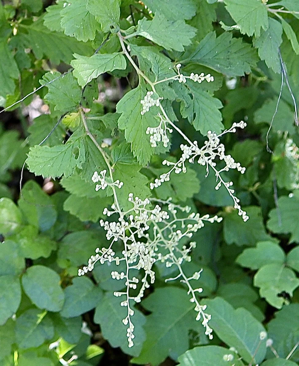 Click on this photo to return to the Shrubs and Small Trees page