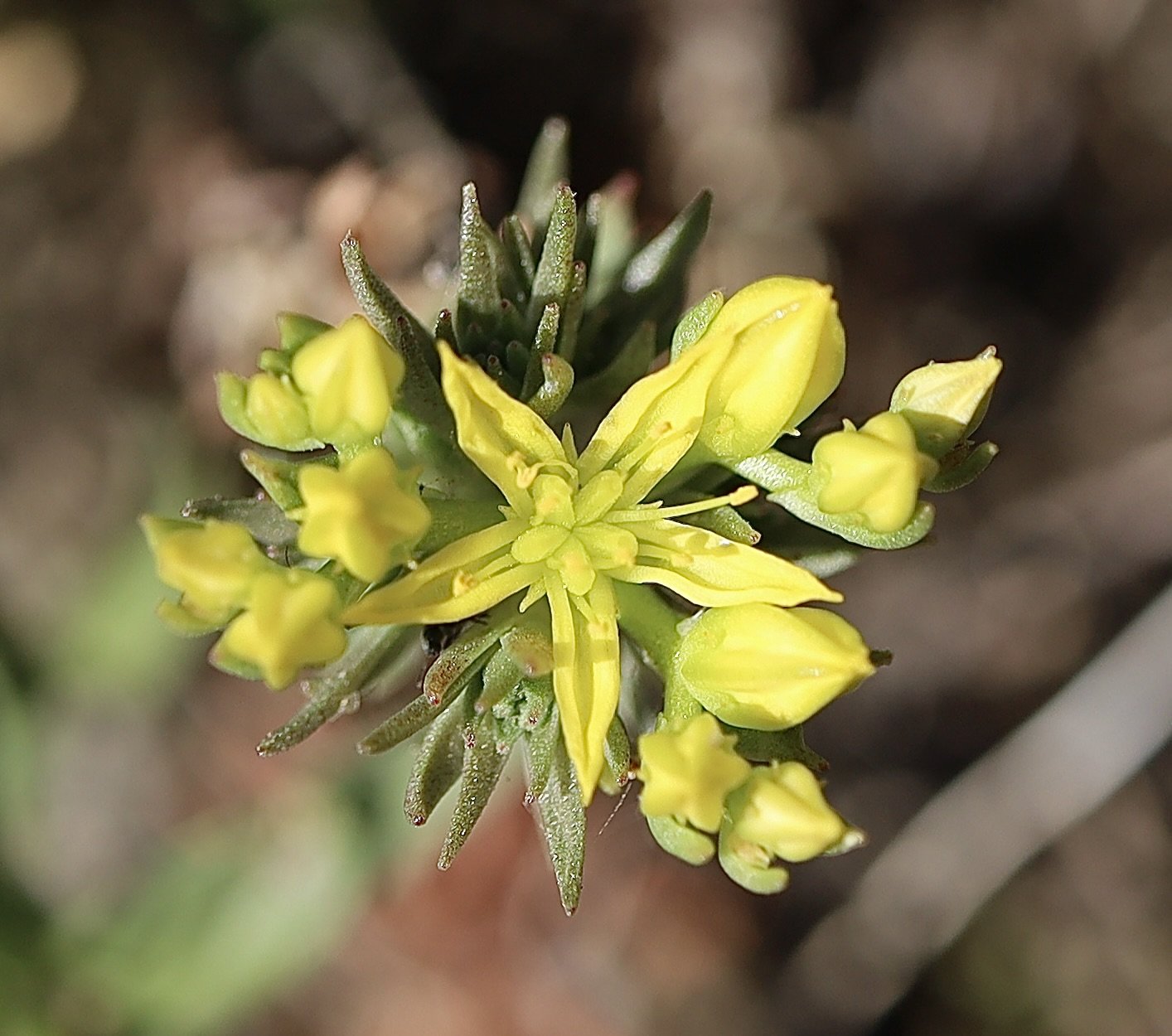 Wormleaf Sedum  //  Sedum stenopetalum
--  Camp Creek Road, Zumwalt Prairie 6/26/2023