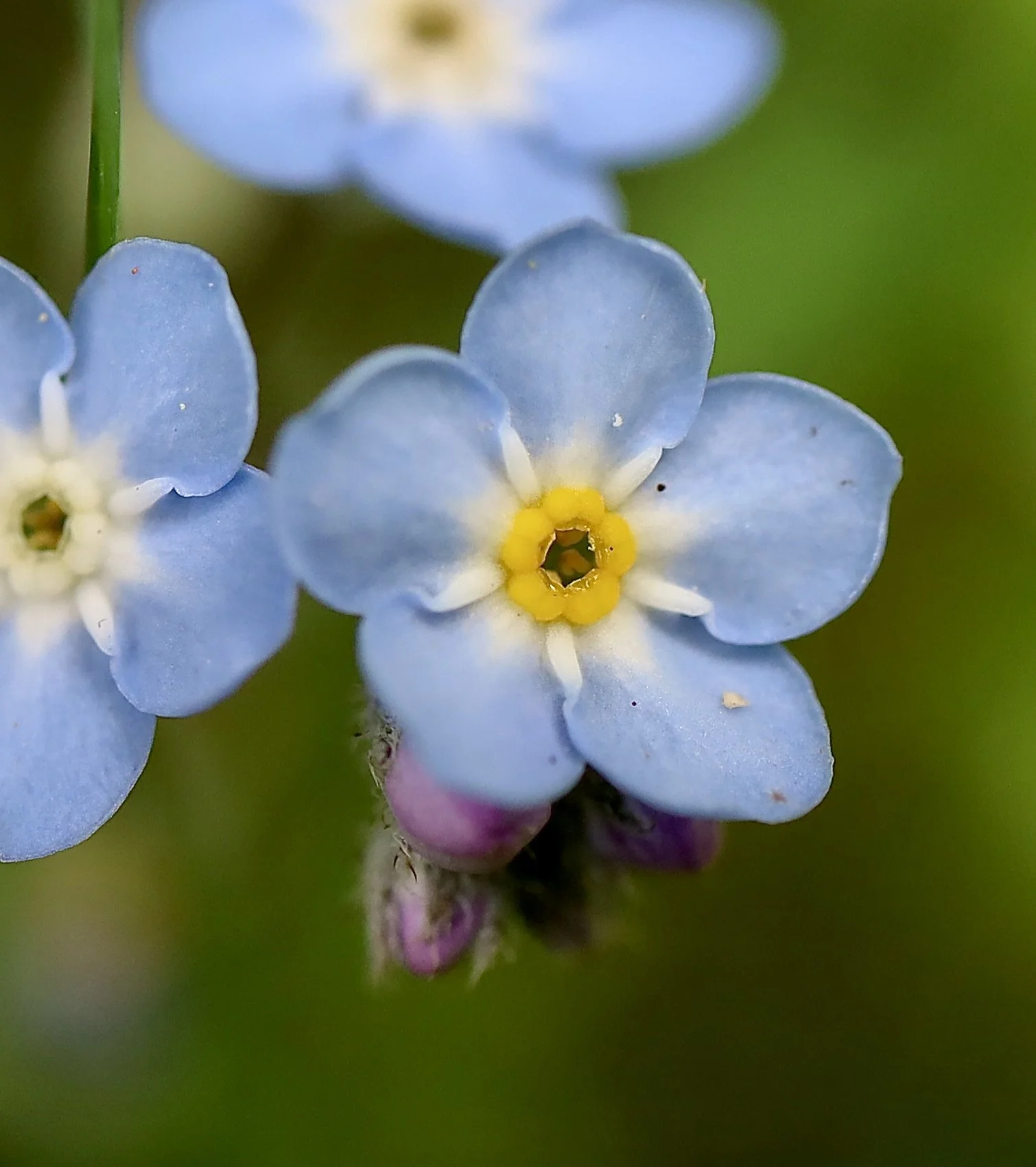 While the fornix of this flower is yellow
