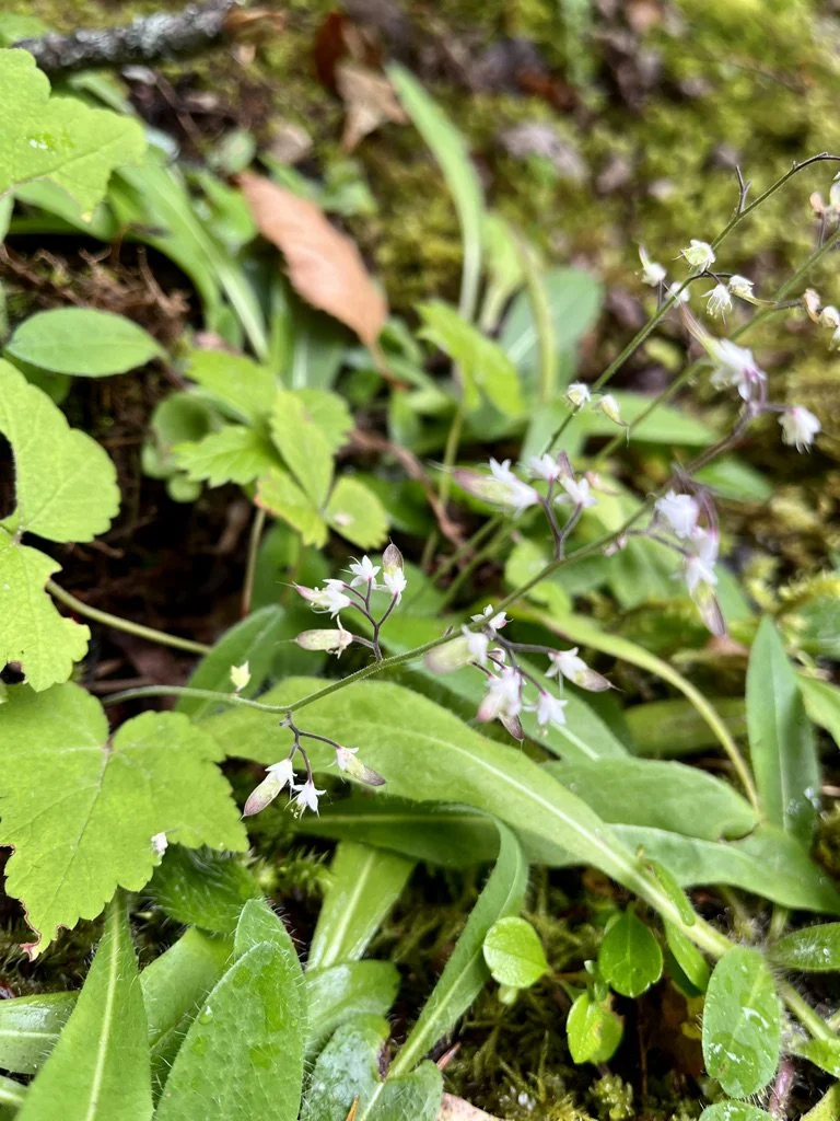 Click on this photo to return to the White Wildflowers page