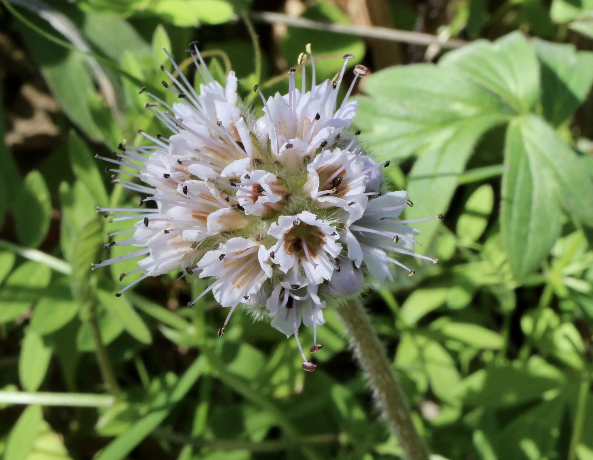 Thompson's Waterleaf  //  Hydrophyllum capitatum var thompsonii  --  McCall Point 4/15/2024