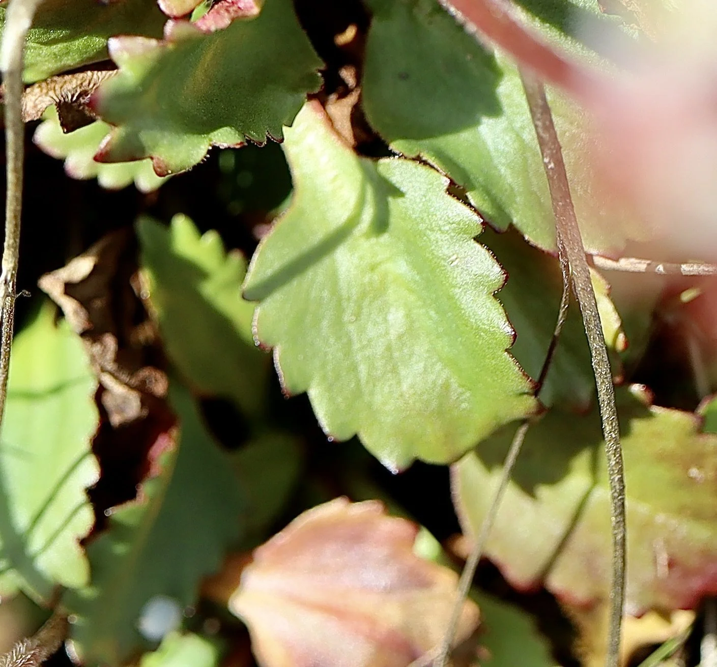 Coarsely toothed leaves