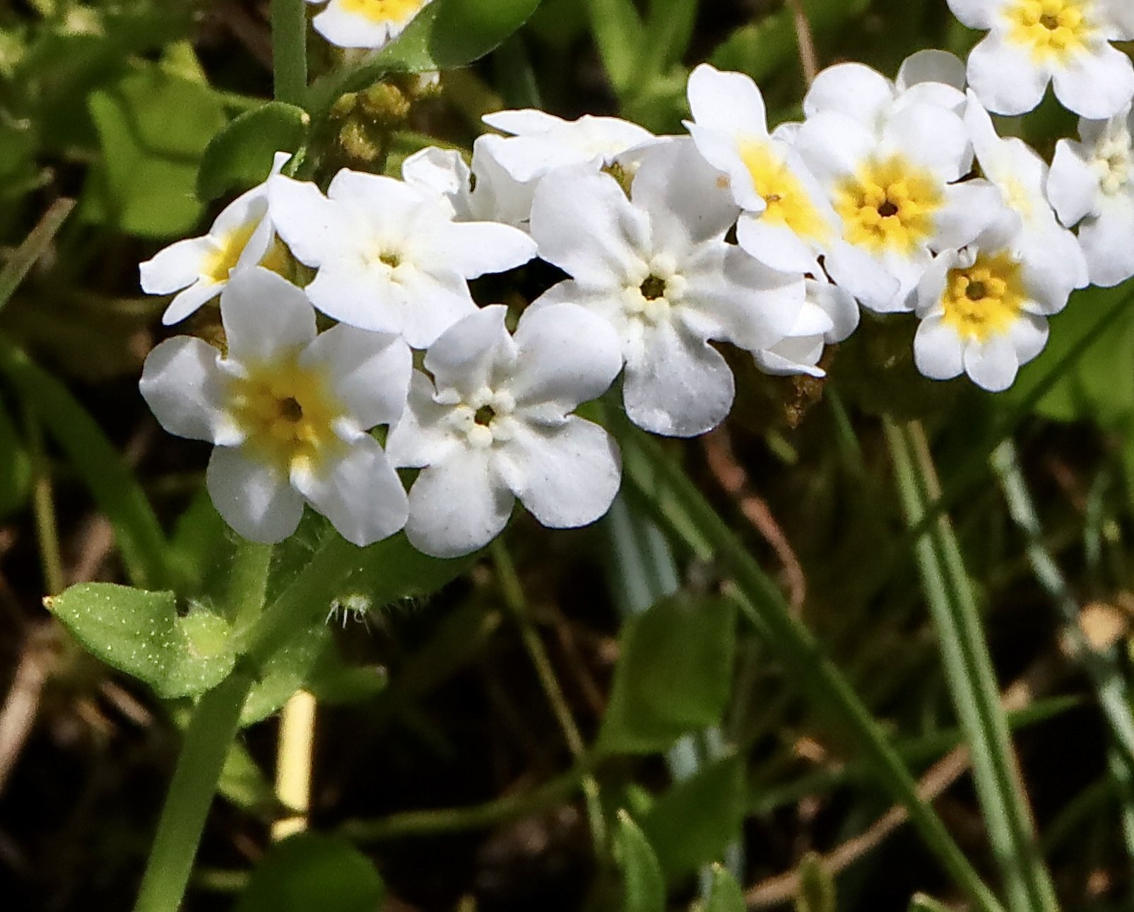 Water Forget-Me-Not  //  Myosotis scorpioides  --  Conboy Lake Widlife Refuge   5/21/2026