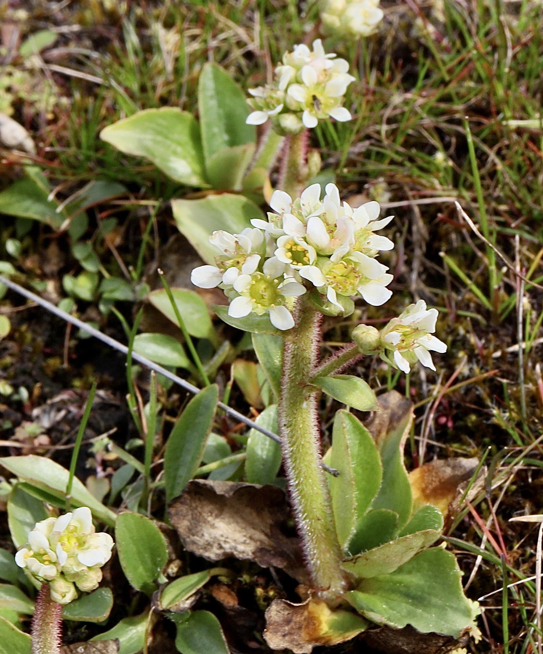 Click on this photo to return to the White Wildflowers page