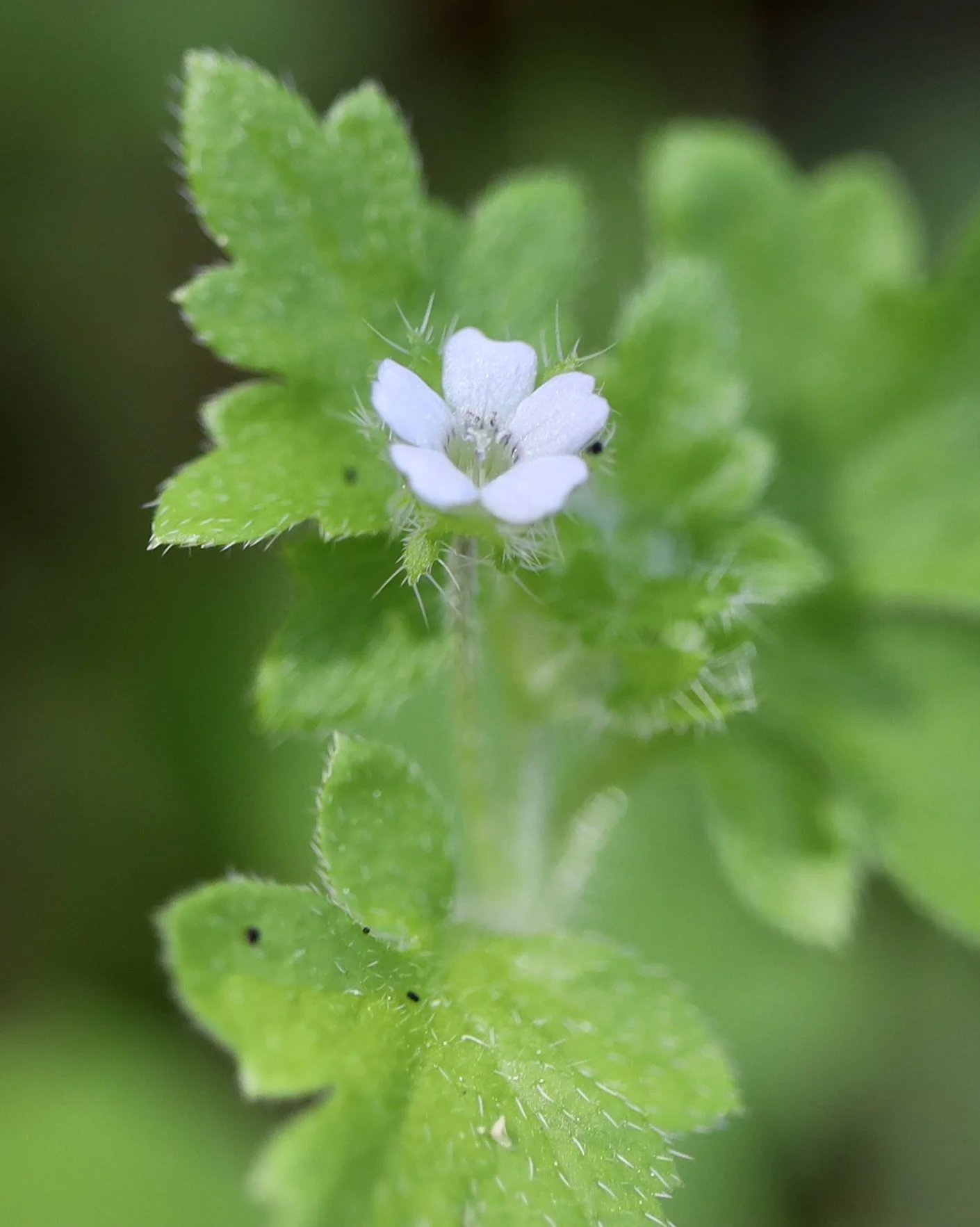 Click on this photo to return to the White Wildflowers page