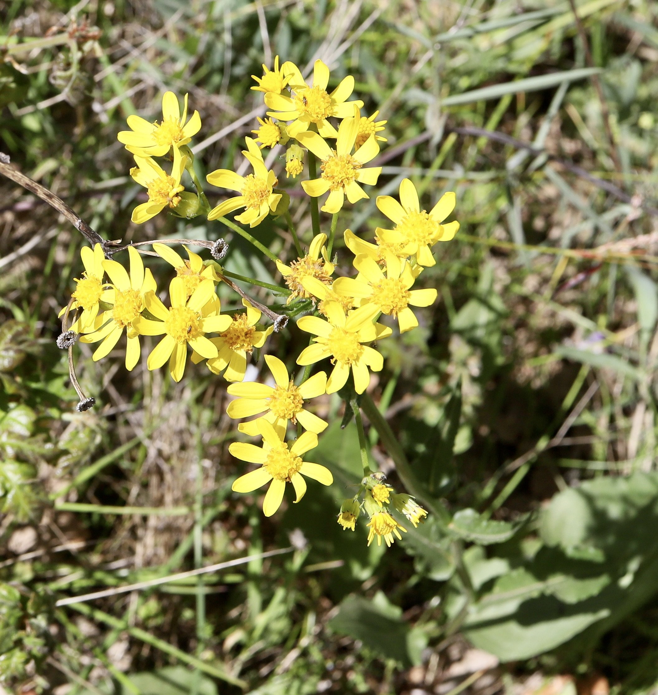 Western Groundsel  //  Senecio integerrimus
Memaloose Hills  4/27/2025