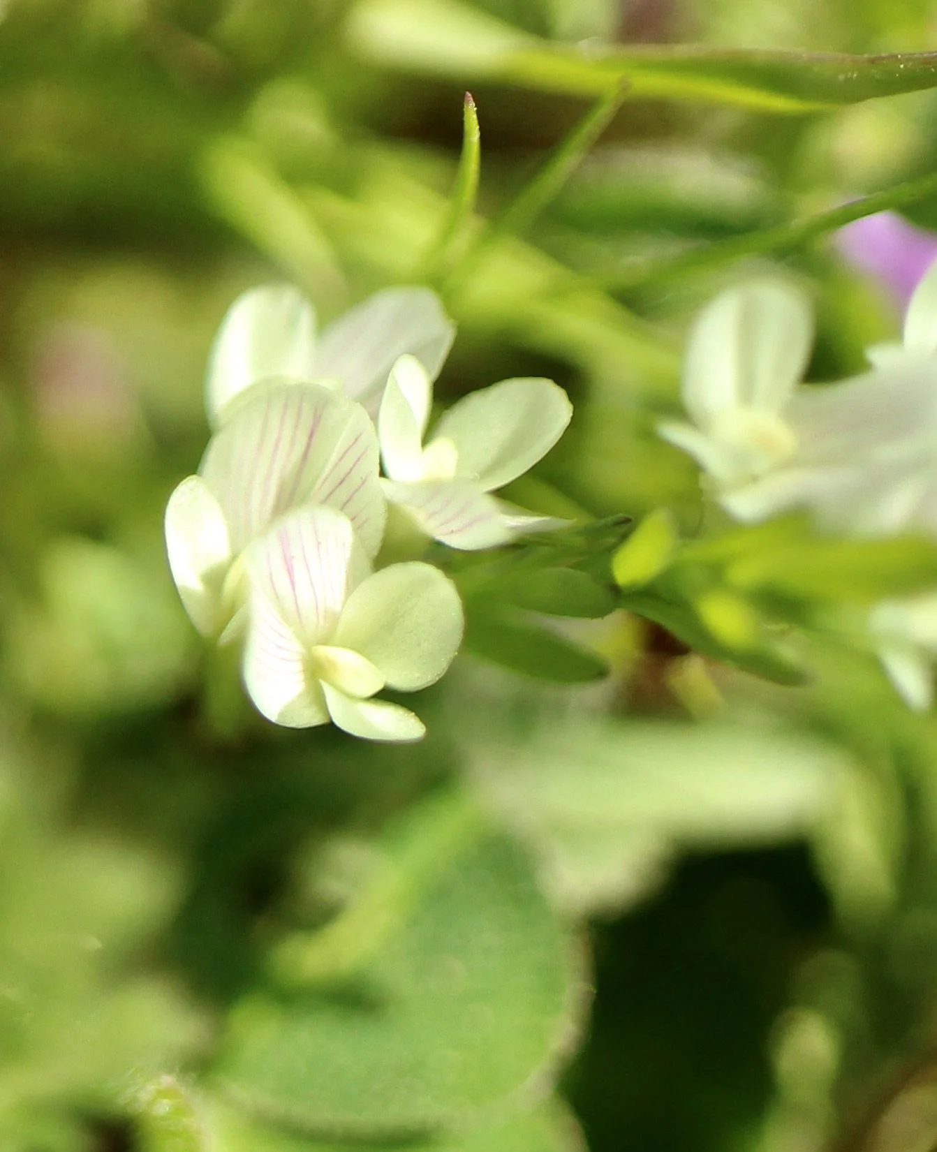 Click on this photo to return to the White Wildflowers page