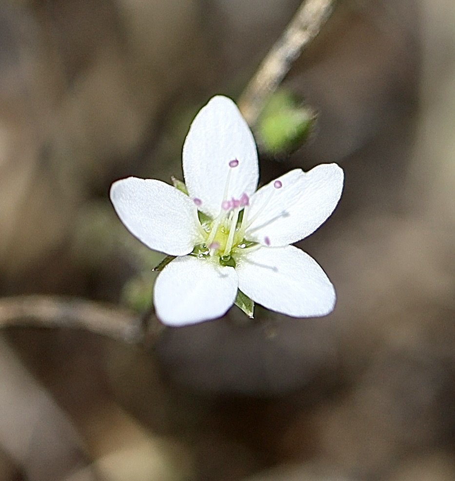 Small-flowered Sandwort  //  