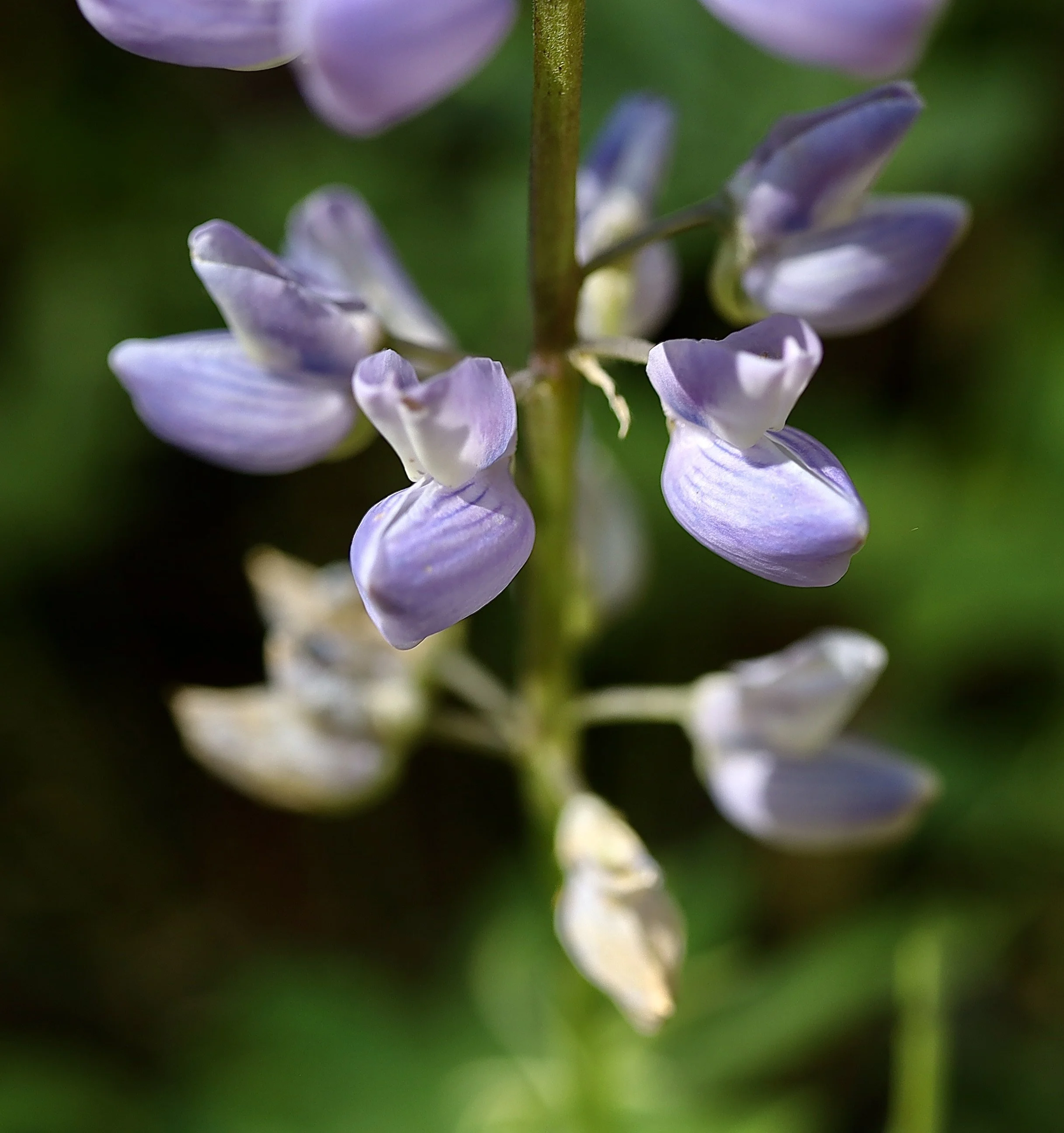 Close up of the flowers of Broadleaf Lupine, Gibson Prairie trail, September 17, 2026