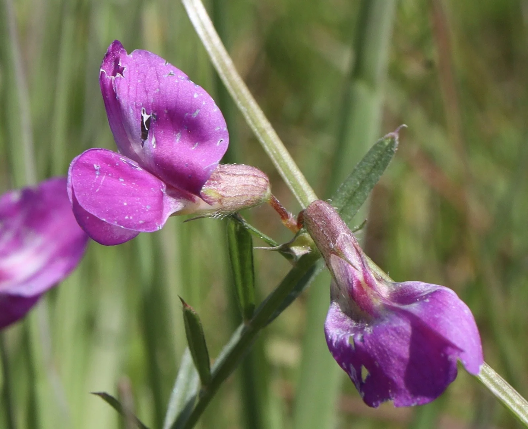 common vetch 7.JPG