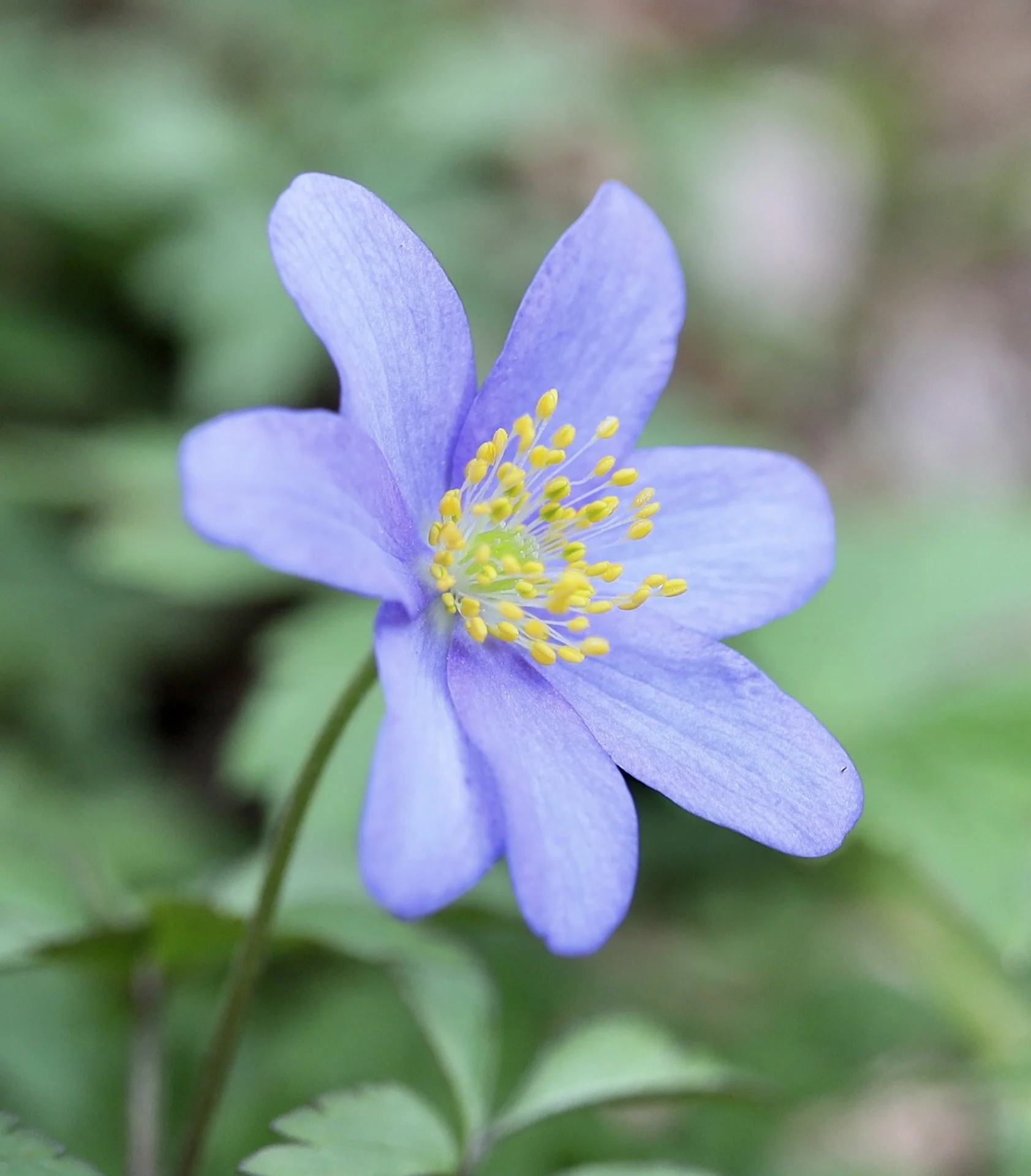 oregon anemone new.JPG