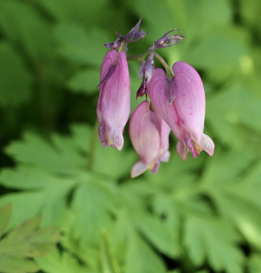 Click on this photo to return to the Red/Pink Wildflowers page