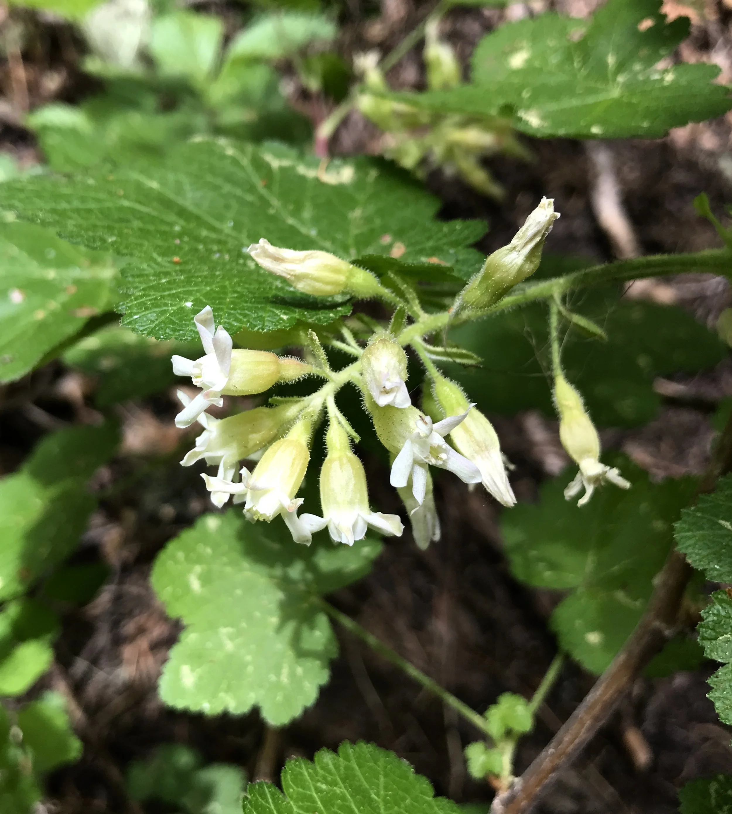 sticky currant.JPG