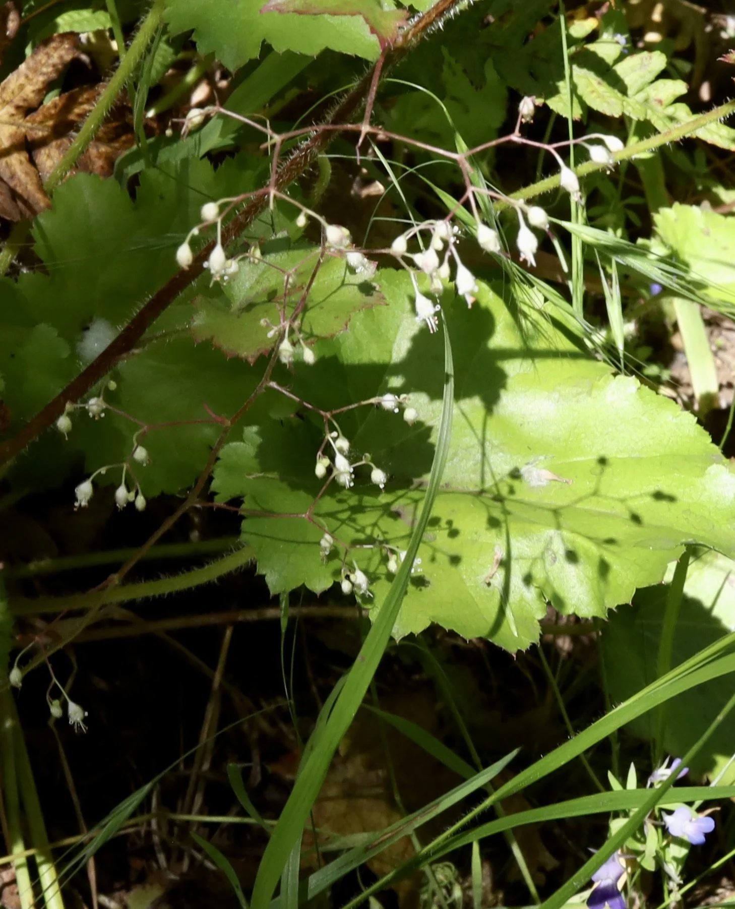Crevice Alumroot  //  Heuchera micrantha  --  Camassia Nature Preserve  5/18/2026