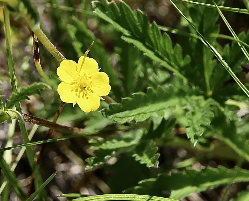 single flower with good leaf.jpeg