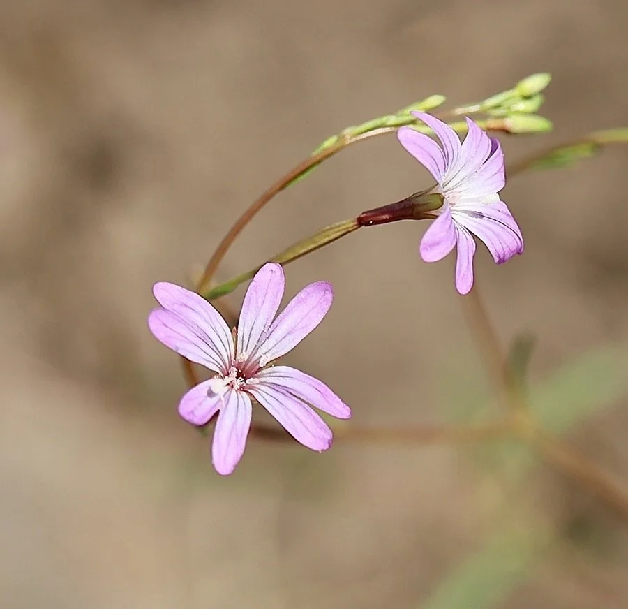 Tall Annual Willowherb  //  Epilobium brachycarpum  --  Canyon Vista Trail  7/1/20215