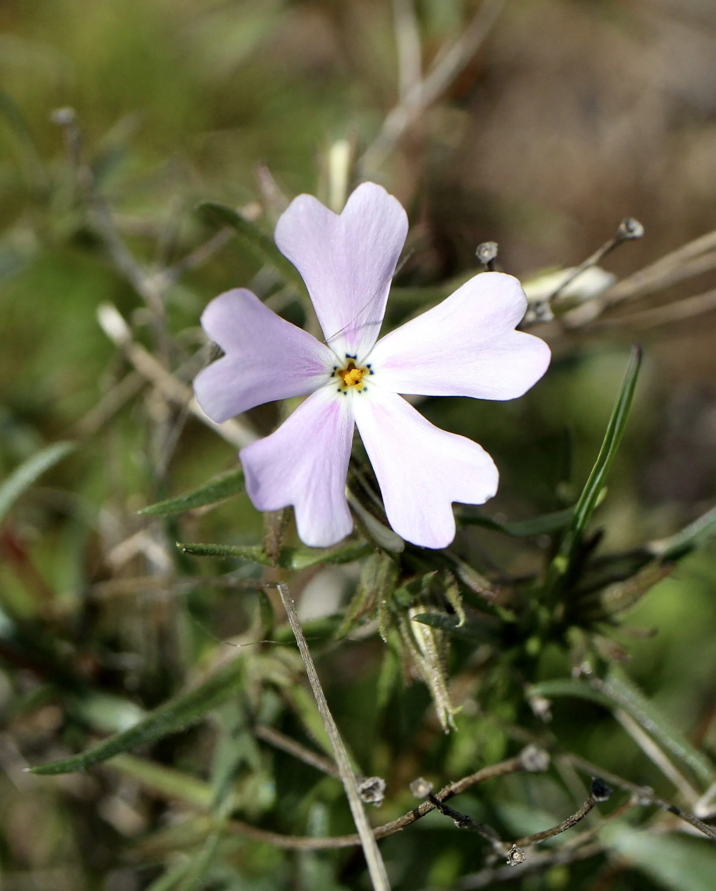 showy phlox 3.JPG