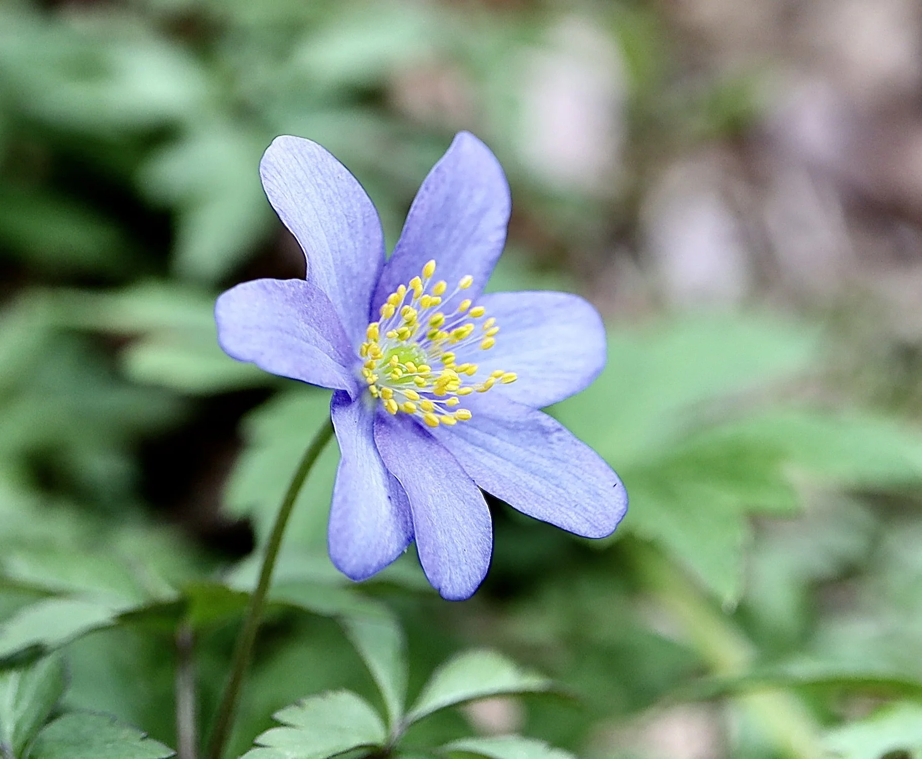 Tryon Creek State Park, March 22, 2026.  Click on this photo to return to the Blue/Purple/Brown/Green Wildflowers page