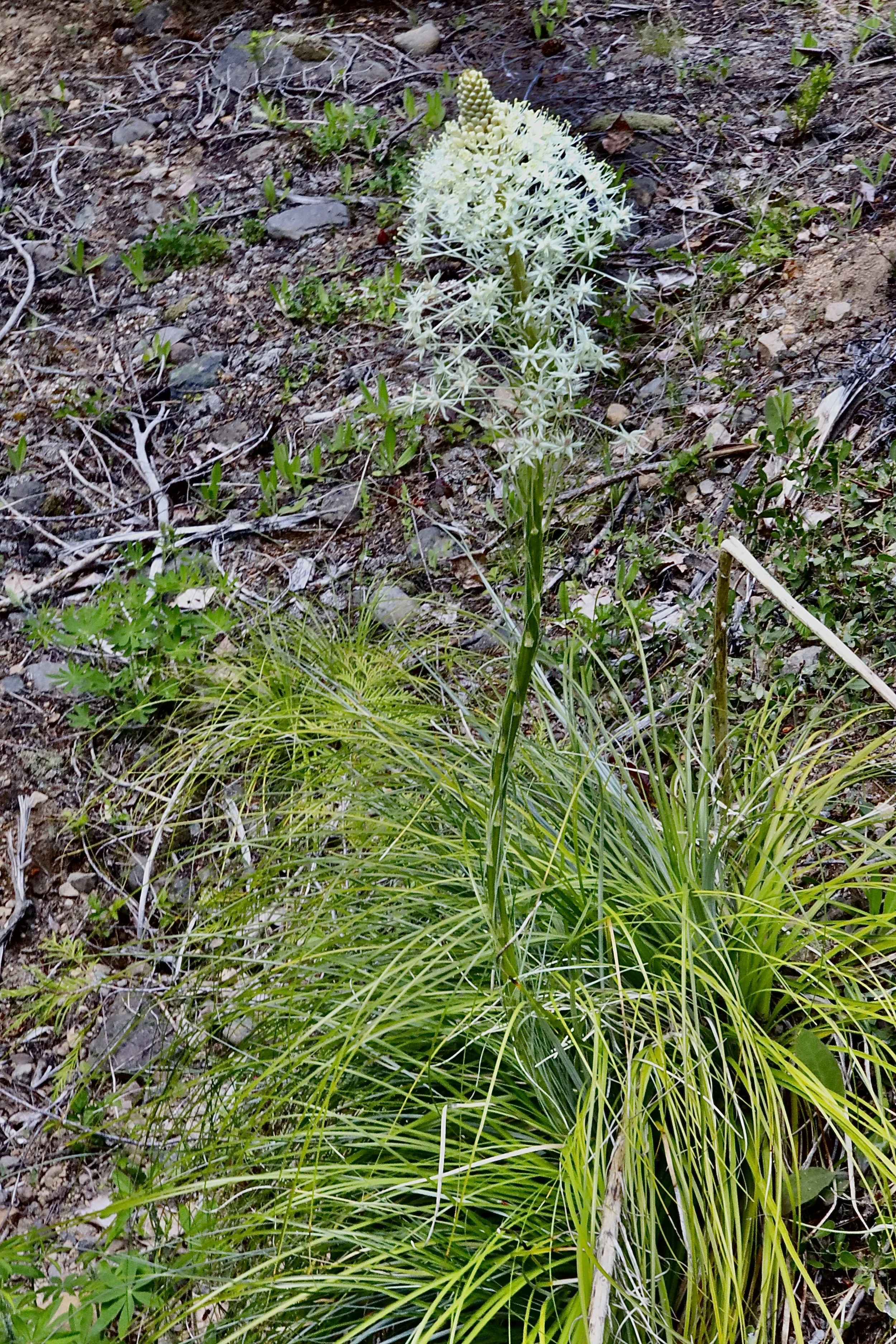 whole plant.JPG