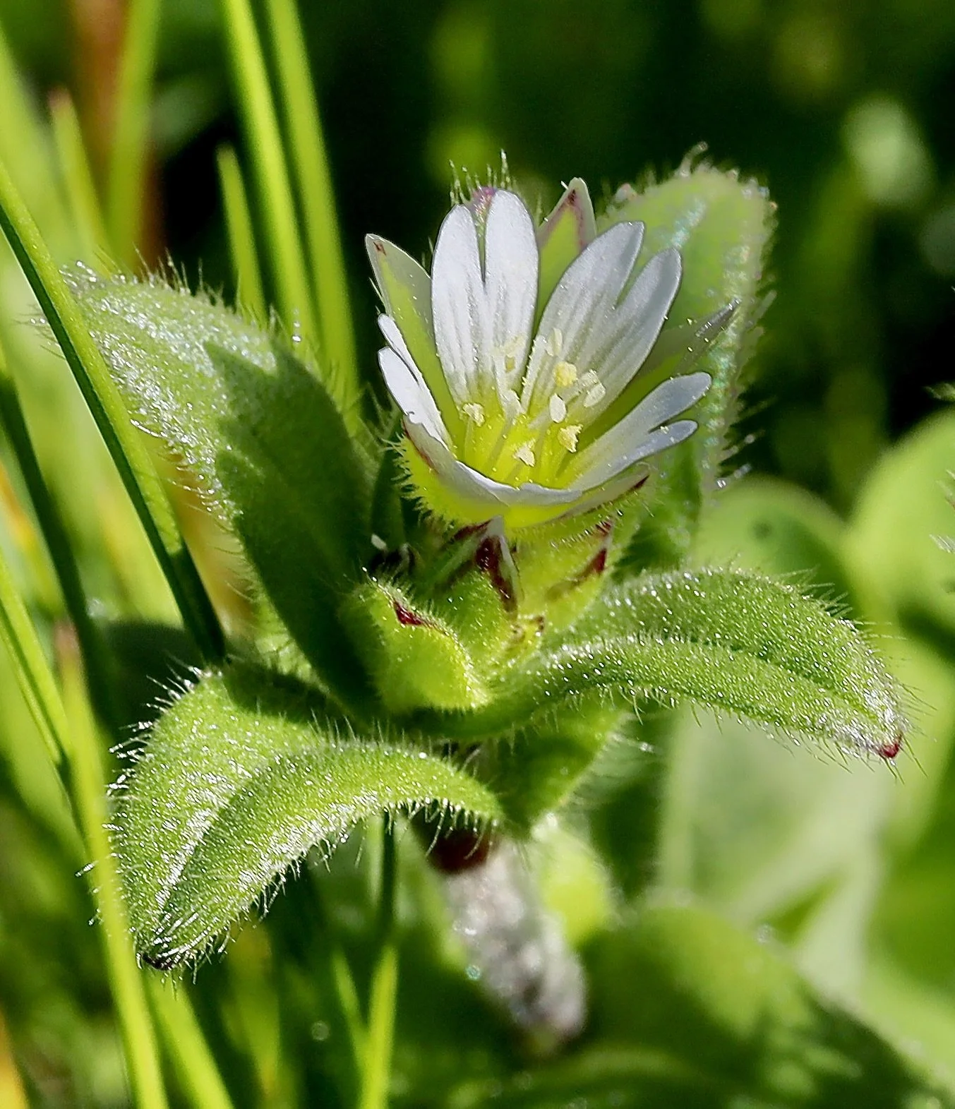 common chickweed 5.JPG