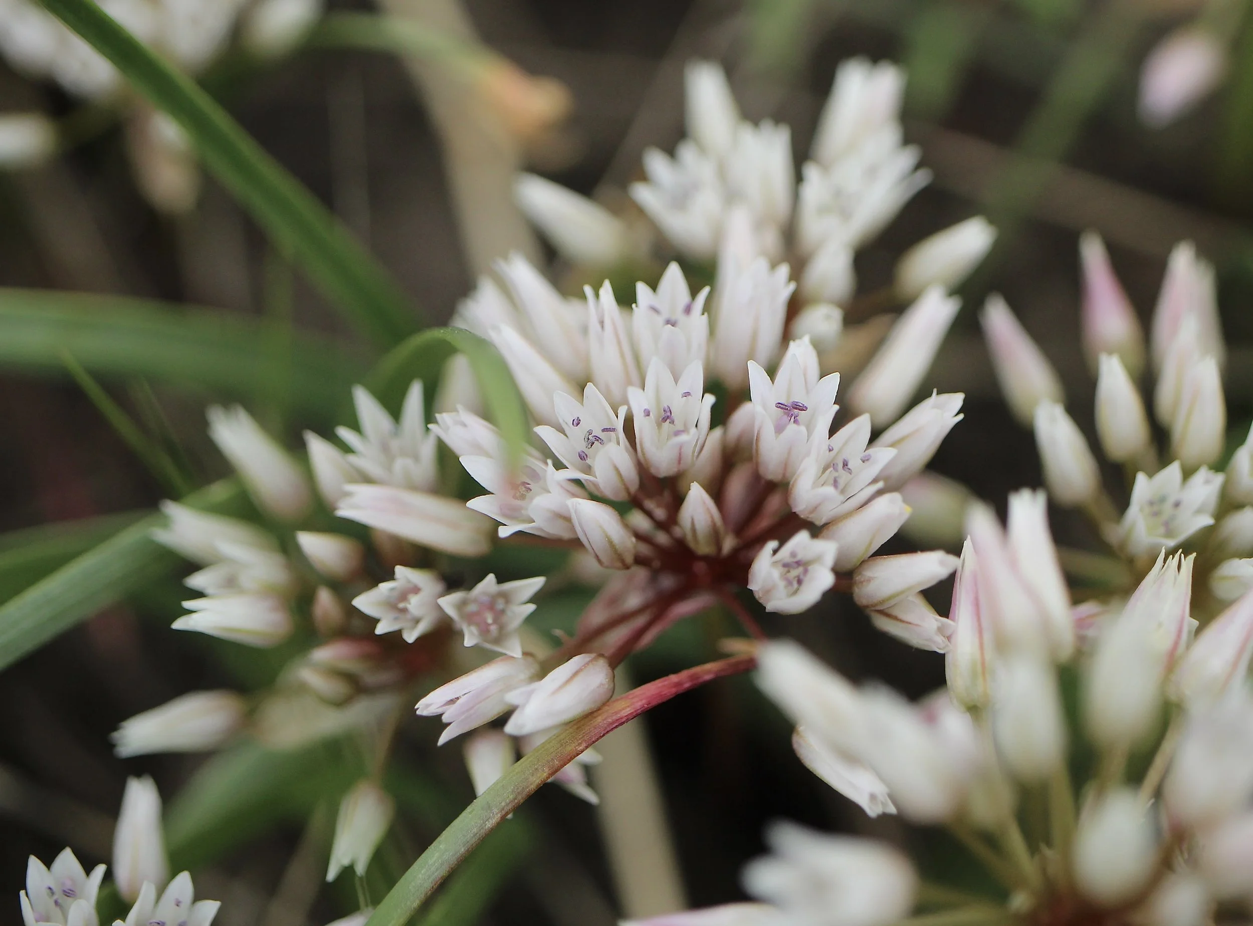 tolmie's onion 2.JPG