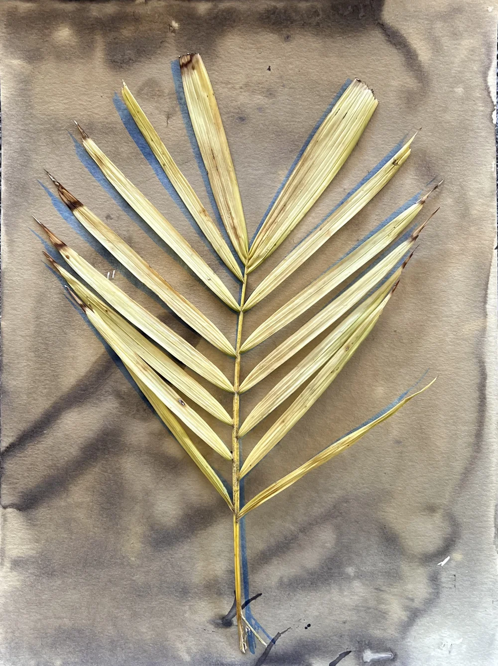engelbelle cyanotype palm  after exposure on vacation .jpeg
