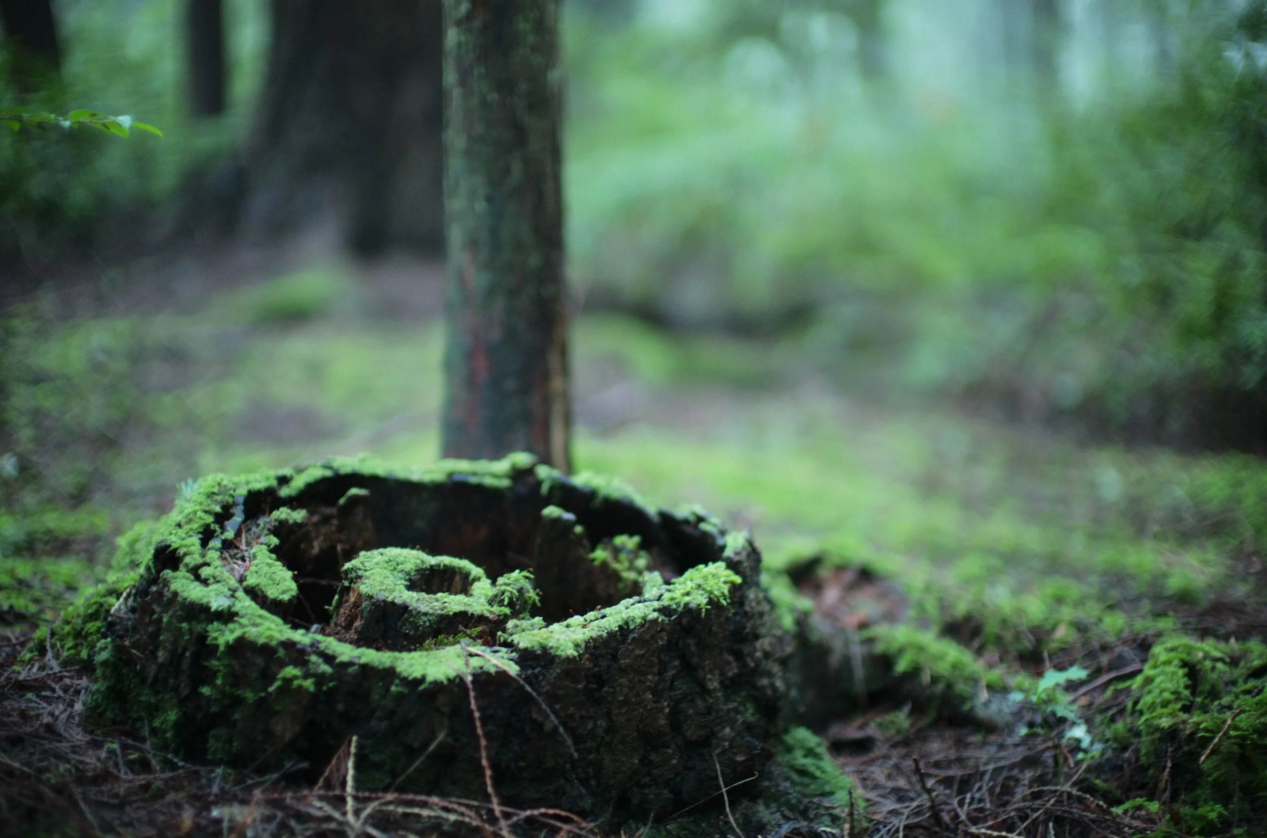 Bainbridge Island, Washington