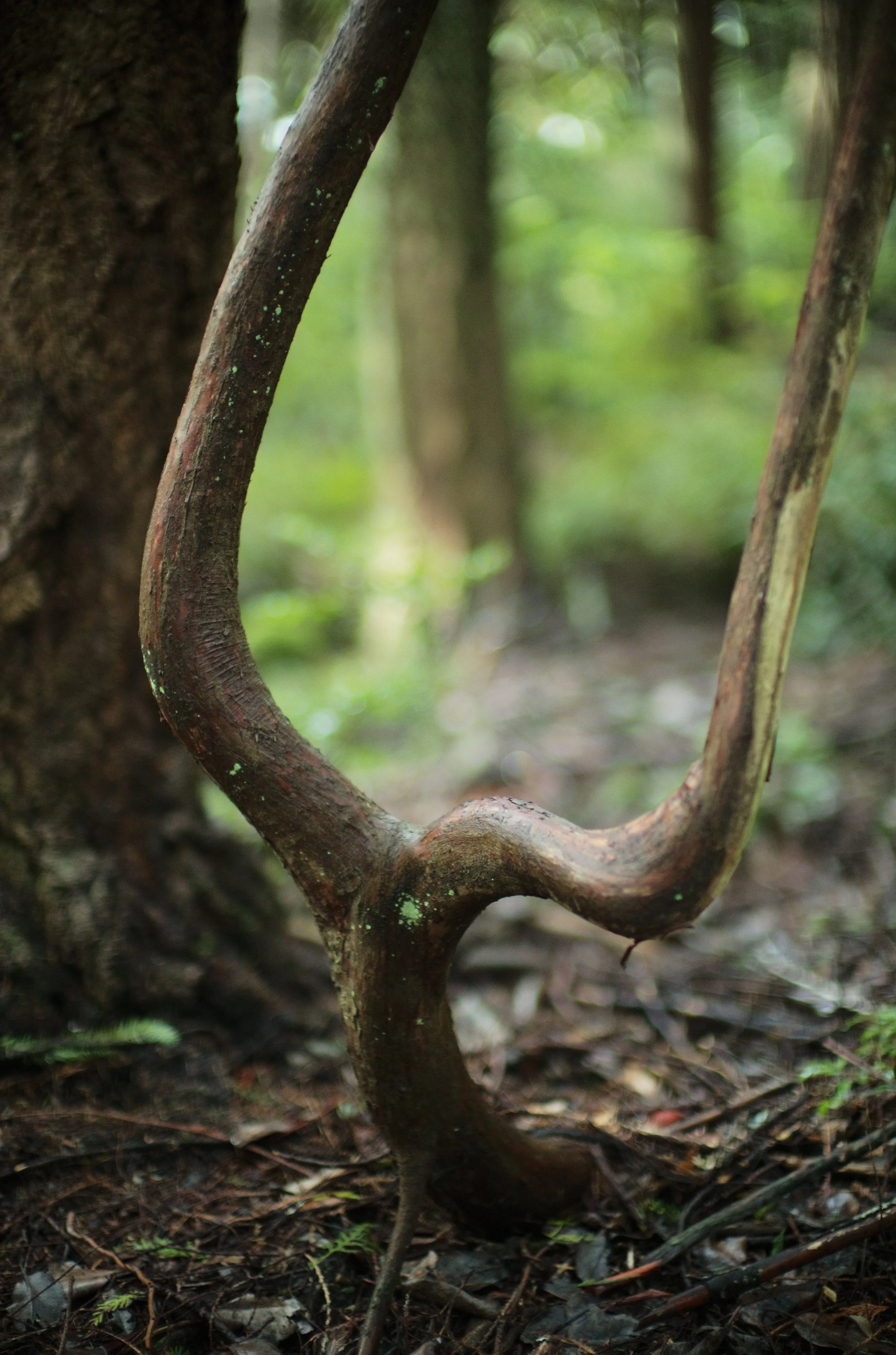 Bainbridge Island, WA