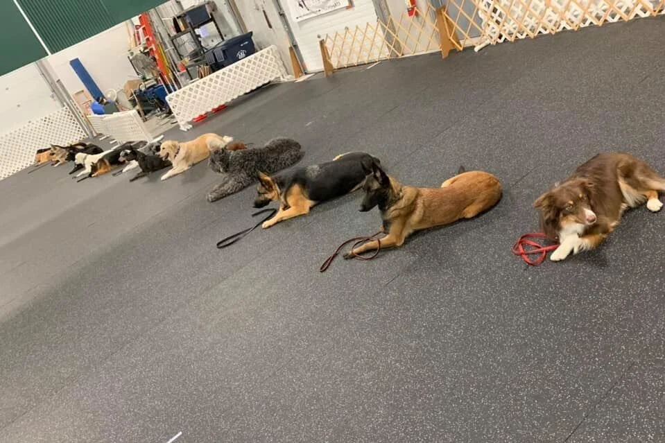 Basic Obedience — Tails Up Dog Training - dog obedience classes in Eagan MN