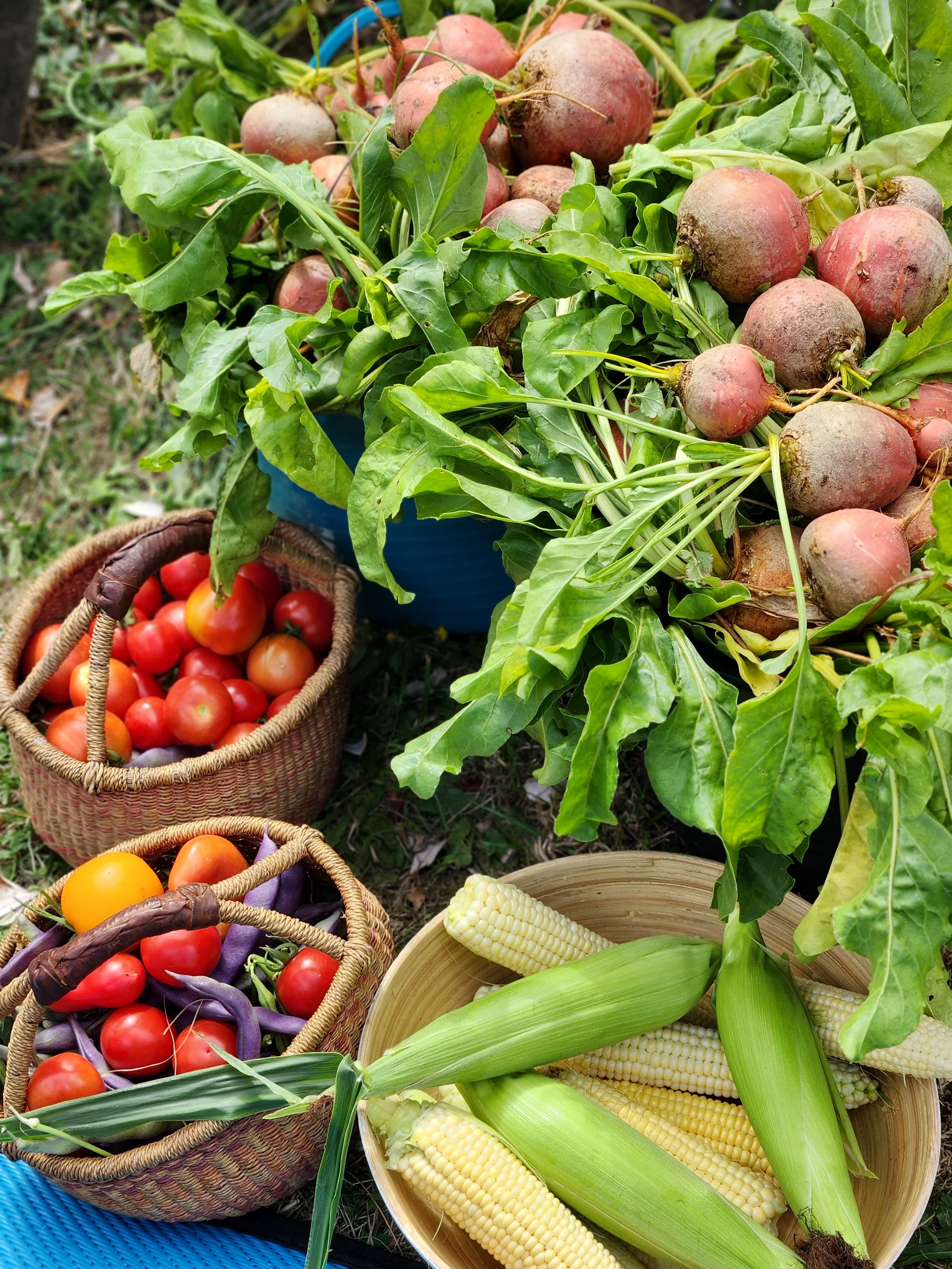 Produce Kitchen Garden_C2_2023.jpg