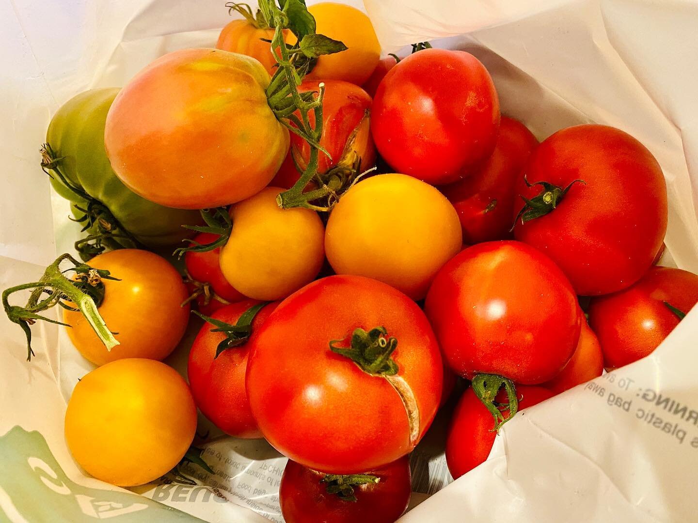 Stationary Day 3 was tomato day. I already shared most of the tomato stuffs in my stories, but if you want more tomato gossip please feel free to write and ask me anything. I made sauce, caprese salad, and oven dried babies. Tomorrow I make salsa.

T