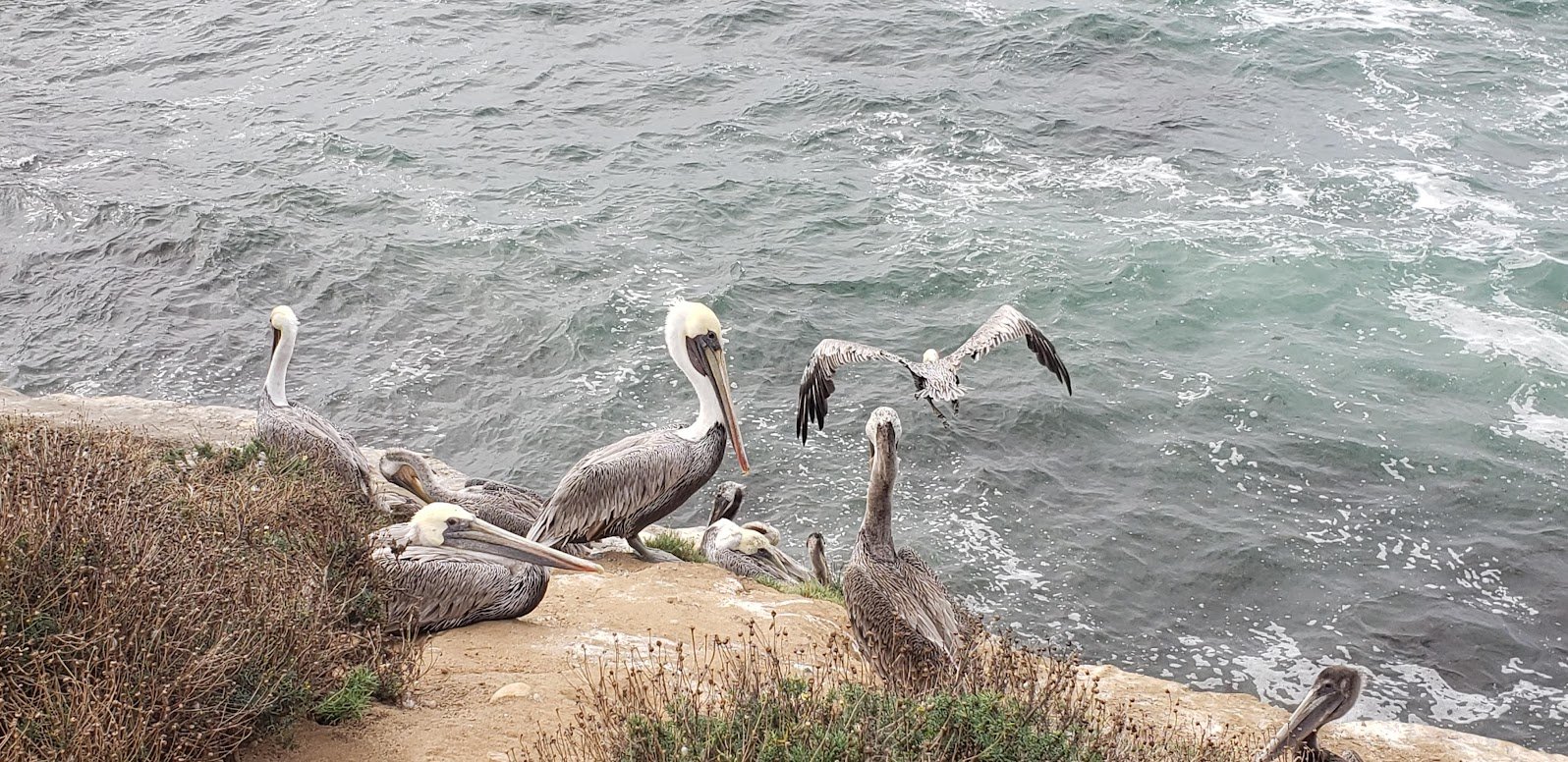 pelicans at La Jolla.jpg