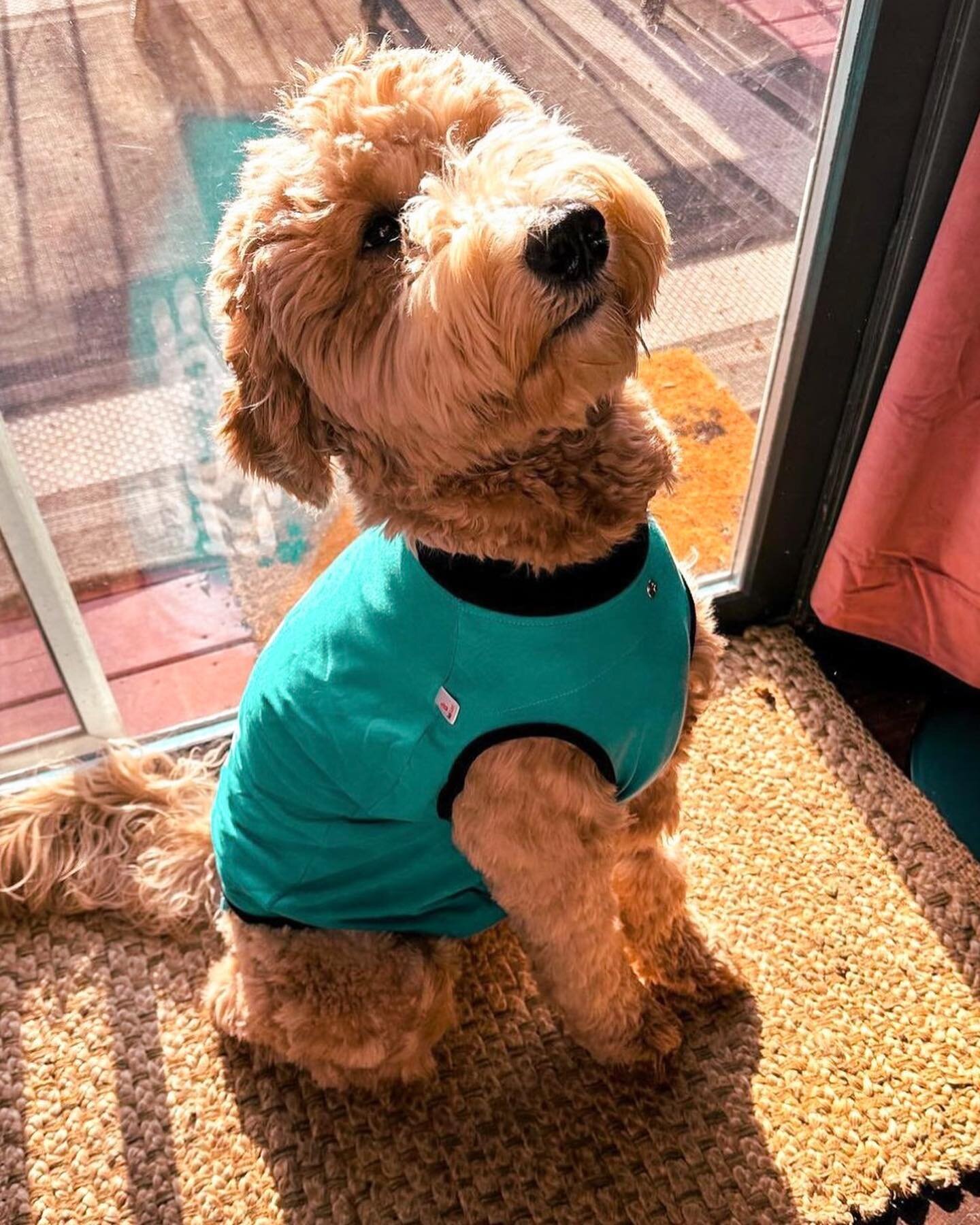 Meet Elsa the goldendoodle! Here&rsquo;s what she had to say about her BellyGuard&hellip; 🐶

&ldquo;Surgery can be ruff, but recovery can be made better with the right support. Instead of wearing an uncomfortable plastic cone, my parents got me this