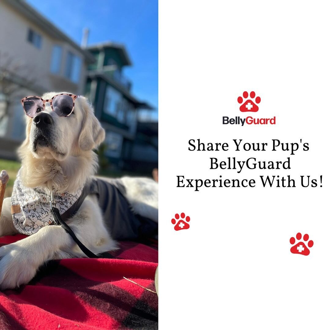  BellyGuard - Dog Recovery Suit, Post Surgery Dog Onesie for  Male and Female Dogs, Comfortable Cone Alternative for Large and Small  Dogs, Soft Cotton Covers Wound, Stitches. Patented Easy Potty System. 