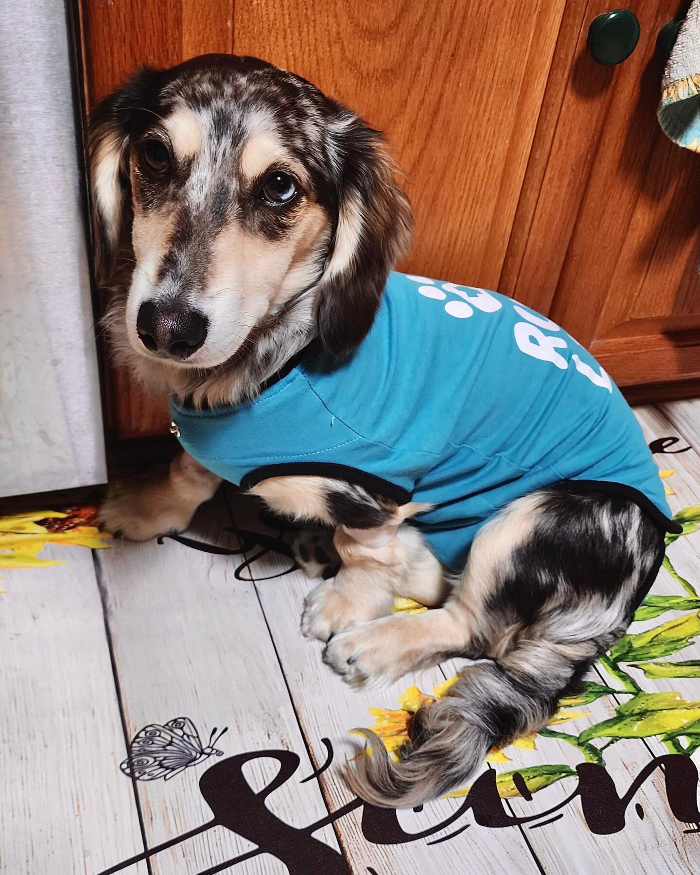 Doesn&rsquo;t Atreyu look adorable in his BellyGuard?! Blue is definitely his color! 😍 He is a long-haired dachshund, wearing a size small BellyGuard and weighs 16 pounds.

We would love to see your pup in their BellyGuard! Tag us in your next post 