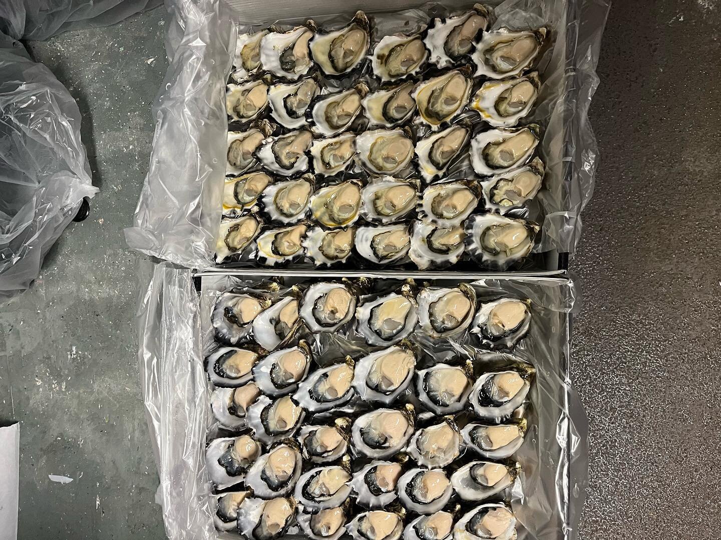 Whether it&rsquo;s rock or pacific oysters we have you covered #oysters #northernriversproduce #premiumseafood #balinaoysters#supportlocal