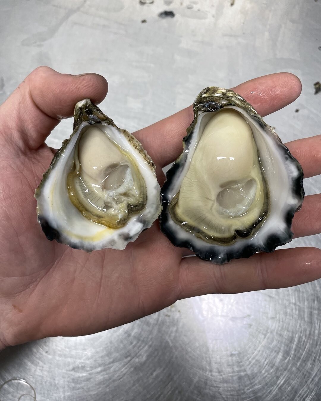 When you know you know #oysters#northernriversoyster#premiumseafood#byronbayseafood#goldcoastseafood