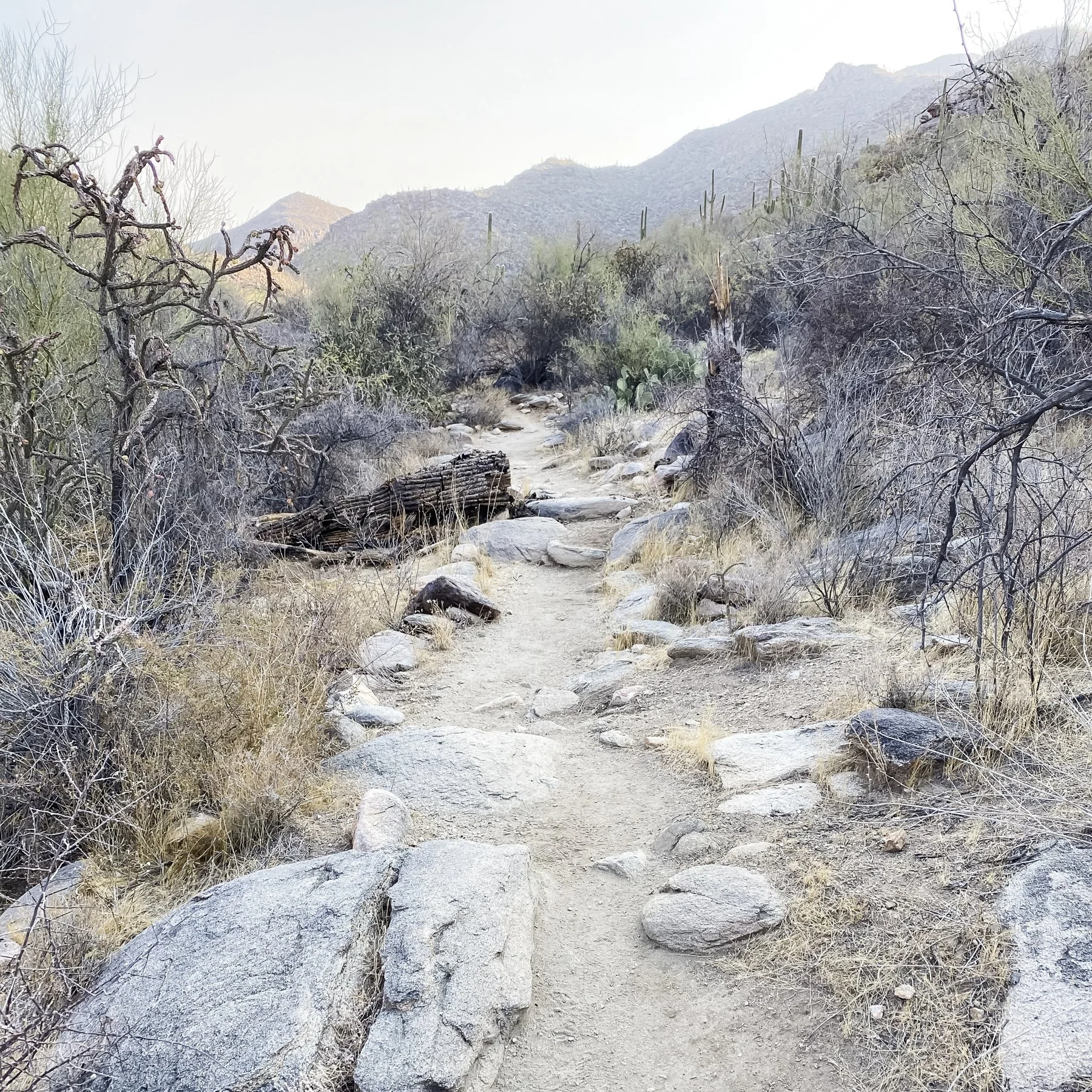 What in the world is a Moon Wobble?