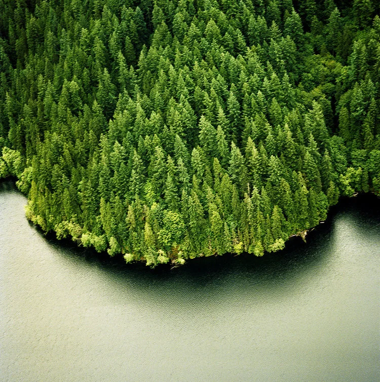 Trees, Vancouver, B.C. by Jock McDonald