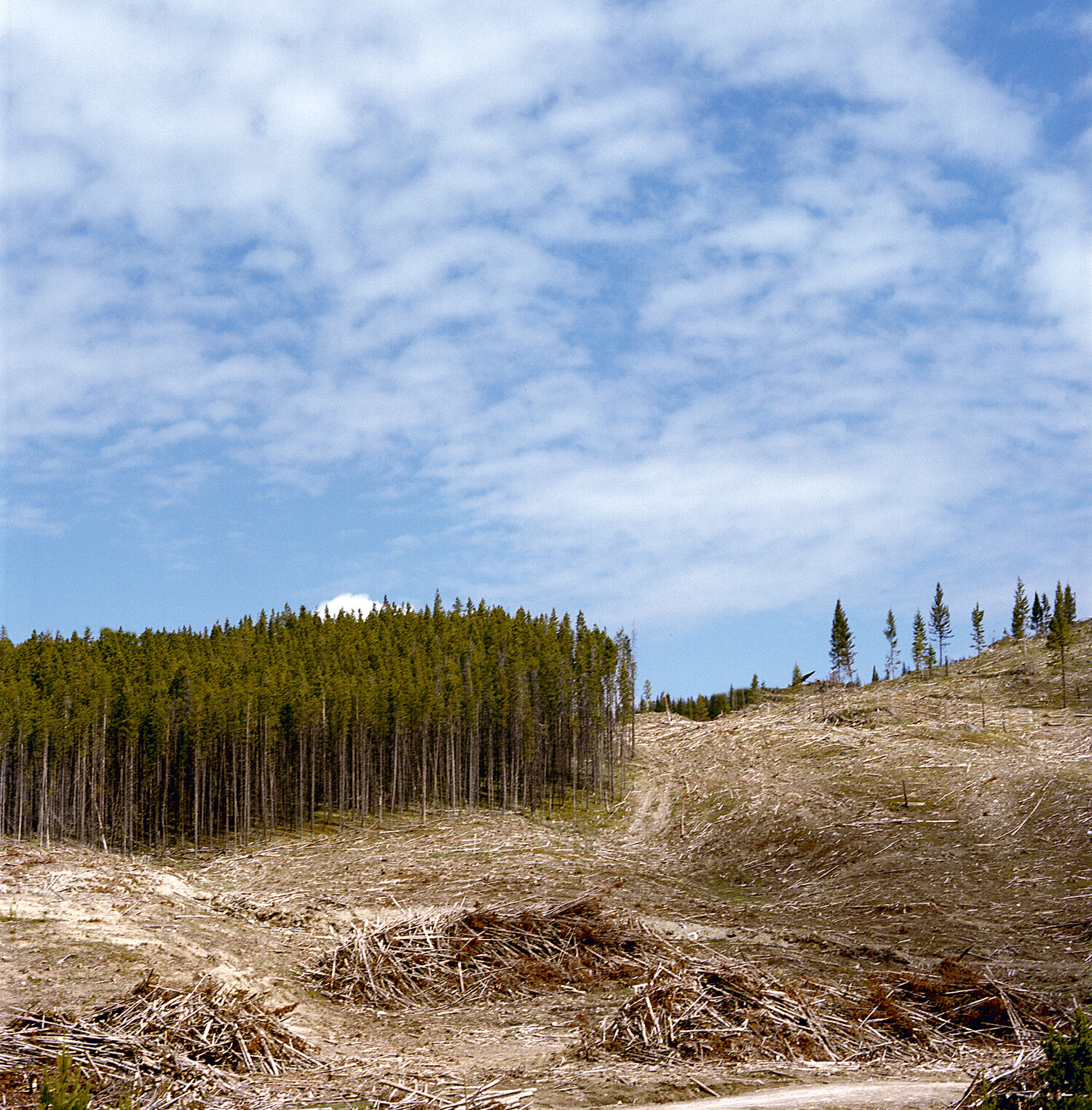 Slash by Jock McDonald